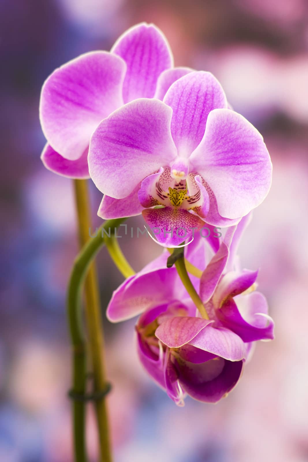 Beautiful pink orchid  - phalaenopsis by miradrozdowski