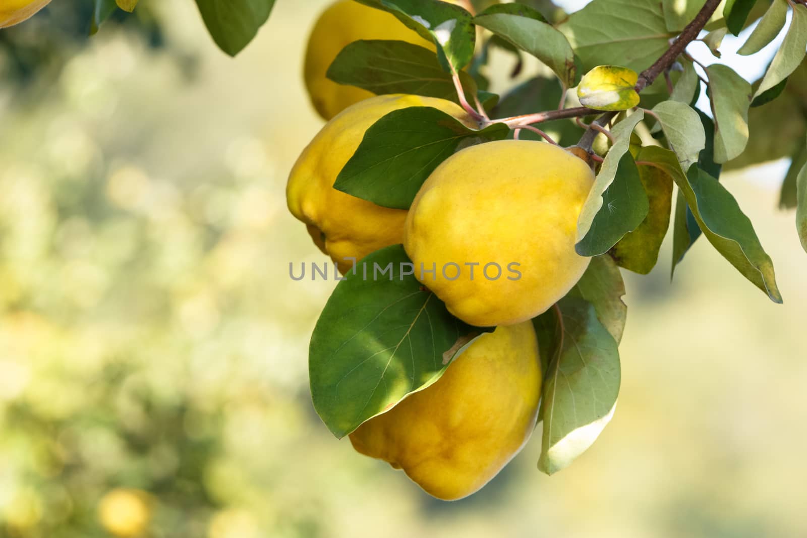 Ripe Quinces on the tree