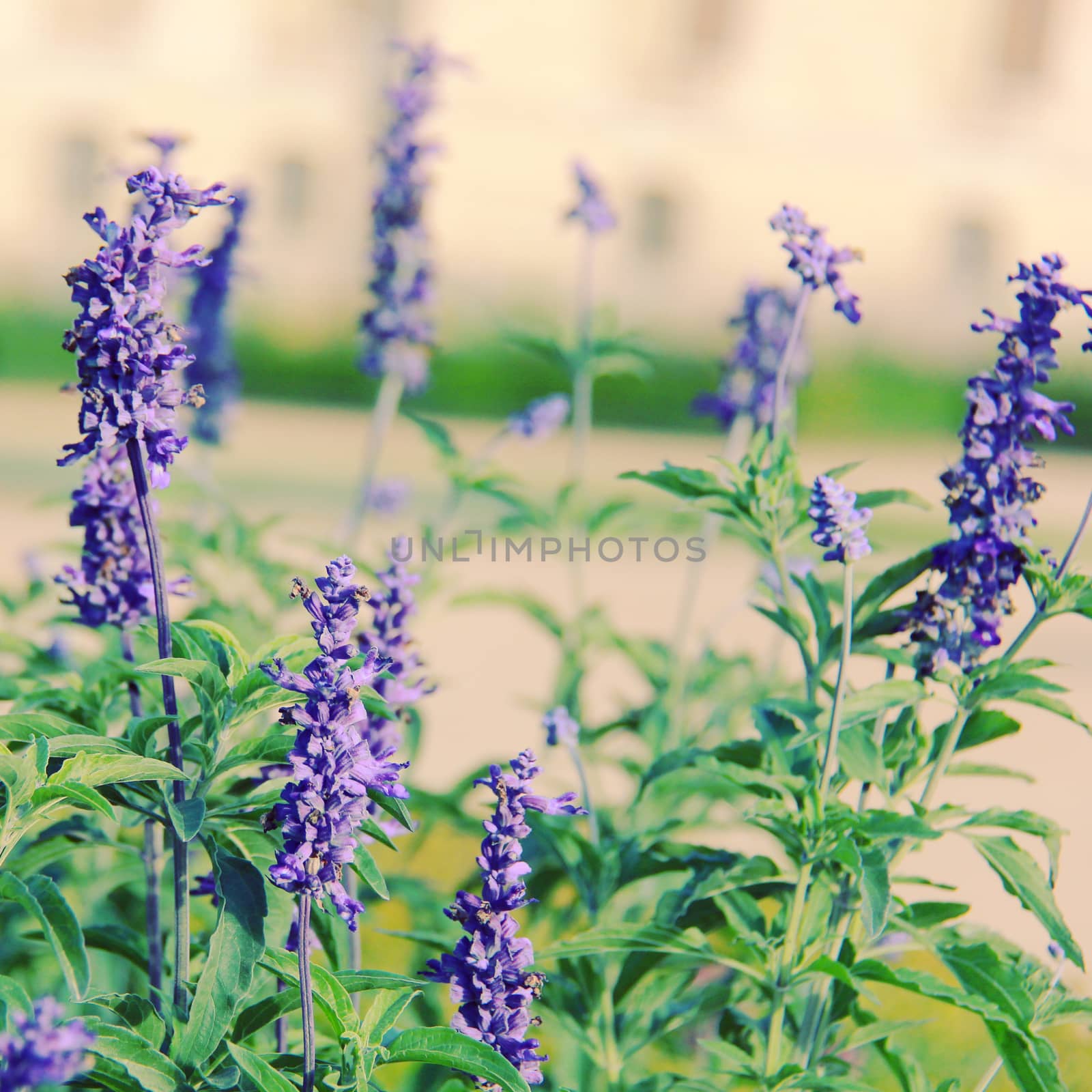 Purple flowers grass field with retro filter effect  by nuchylee