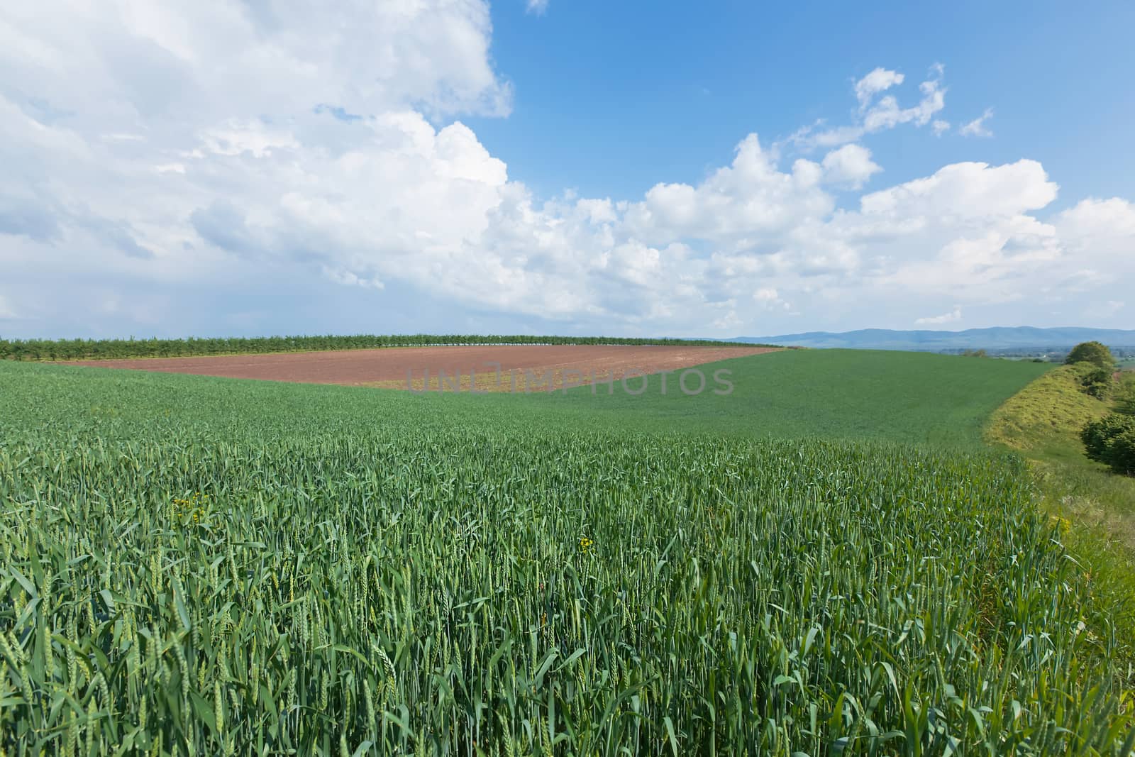 Wheat field and countryside scenery in spring