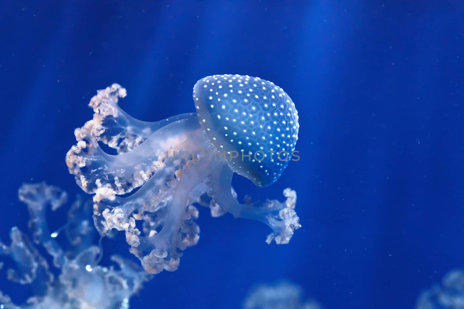 phyllorhiza punctata jellyfish floats in deep blue water