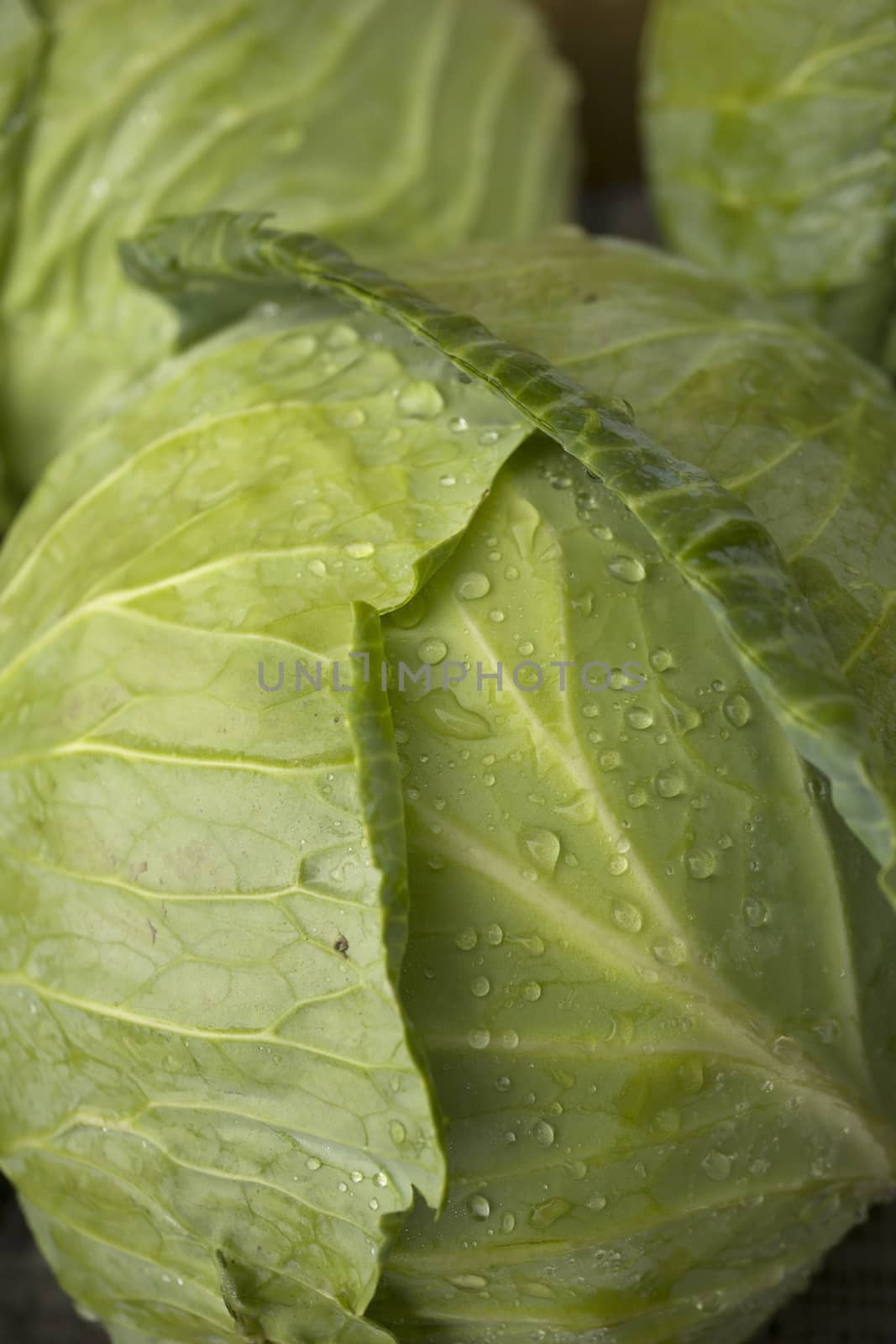 Cabbage by photosil