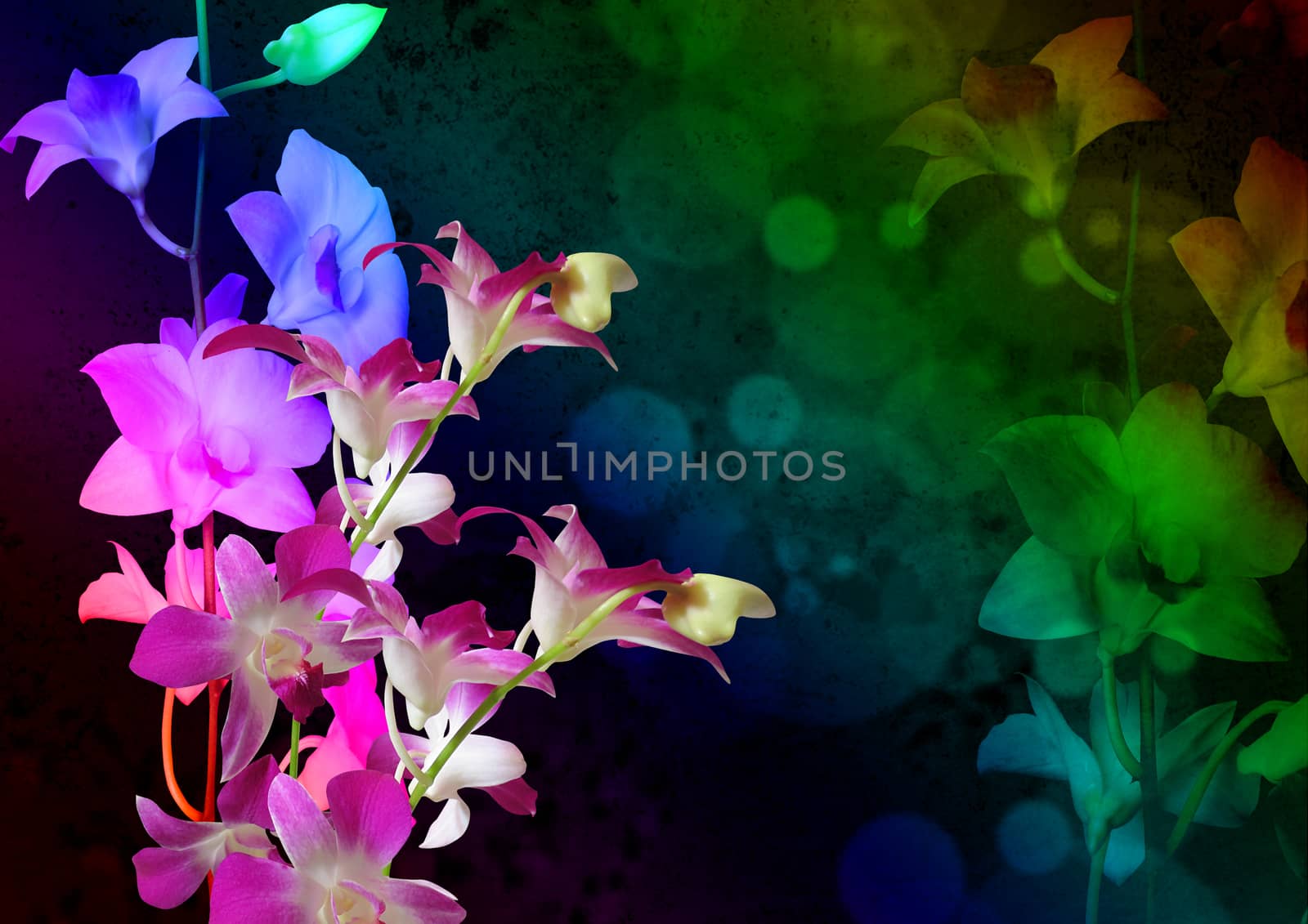 Beautiful orchid flowers on the colorful background