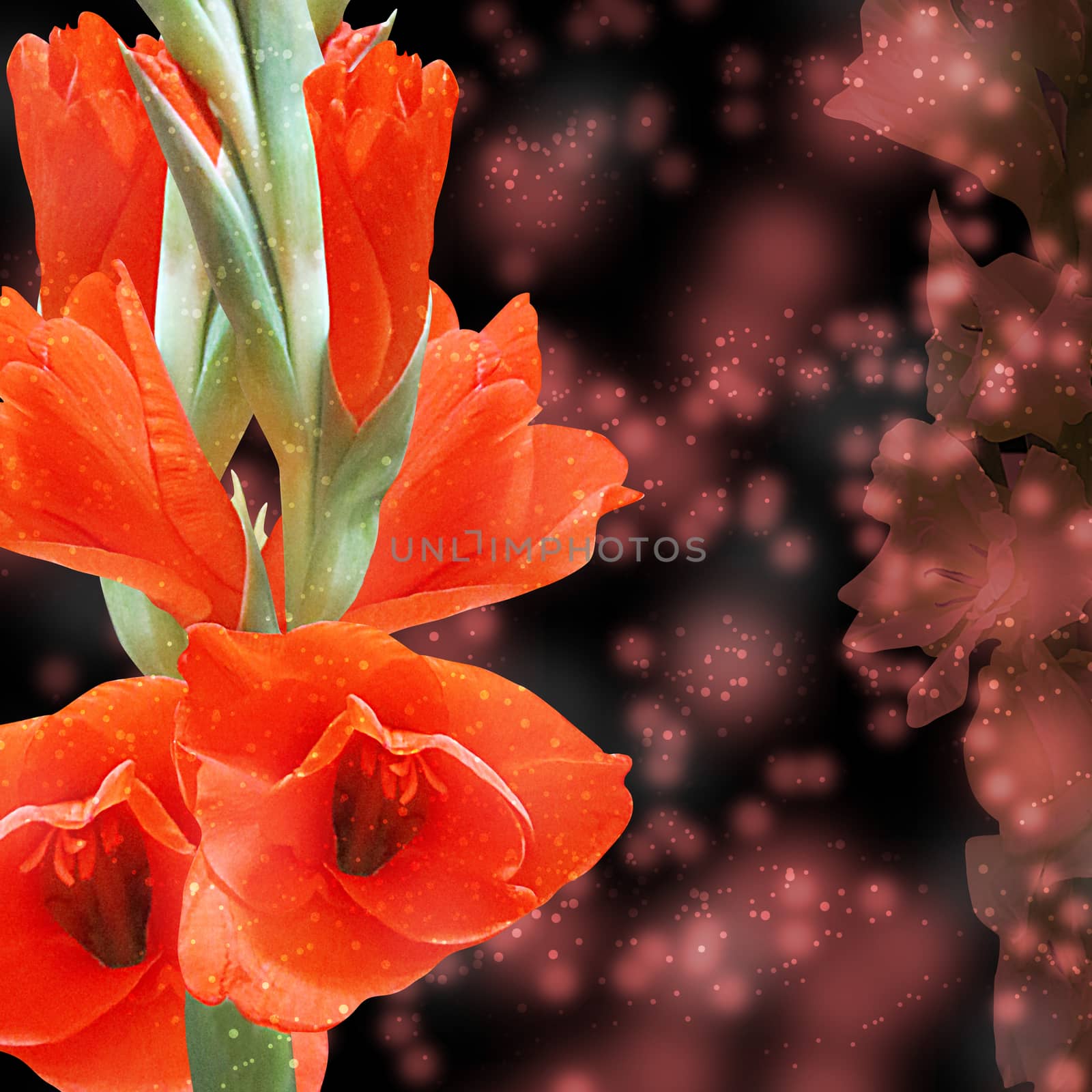 Beautiful Gladiolus by grace21