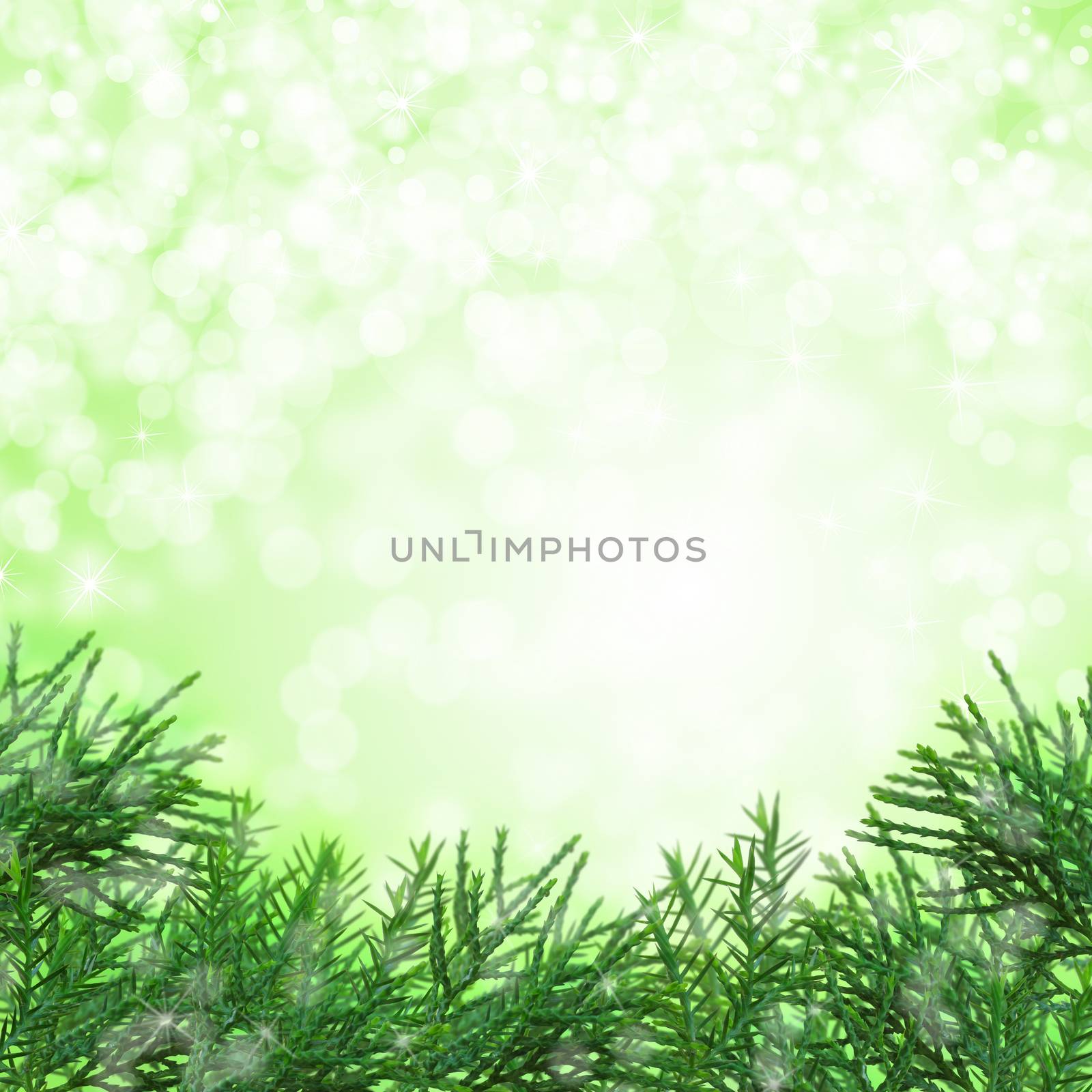 Christmas tree branches isolated on green background