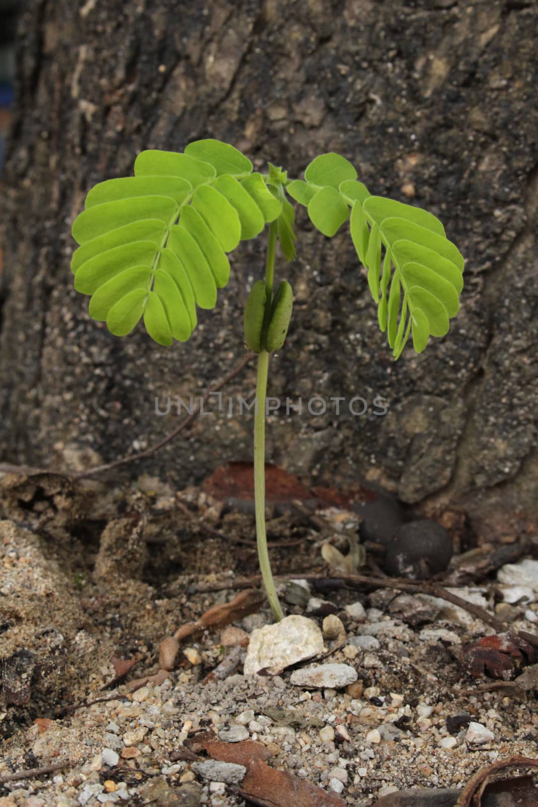 The sprout tamarind is growing from its seed on the ground in the rainy season.