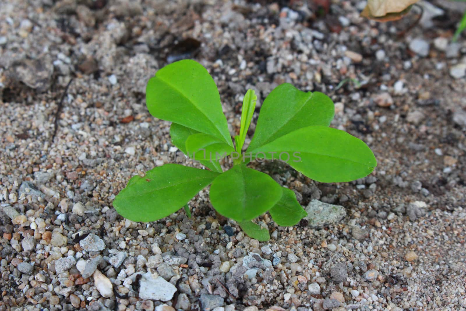 Sprouts of teak tree is growing on the ground.It has light green leaves.
