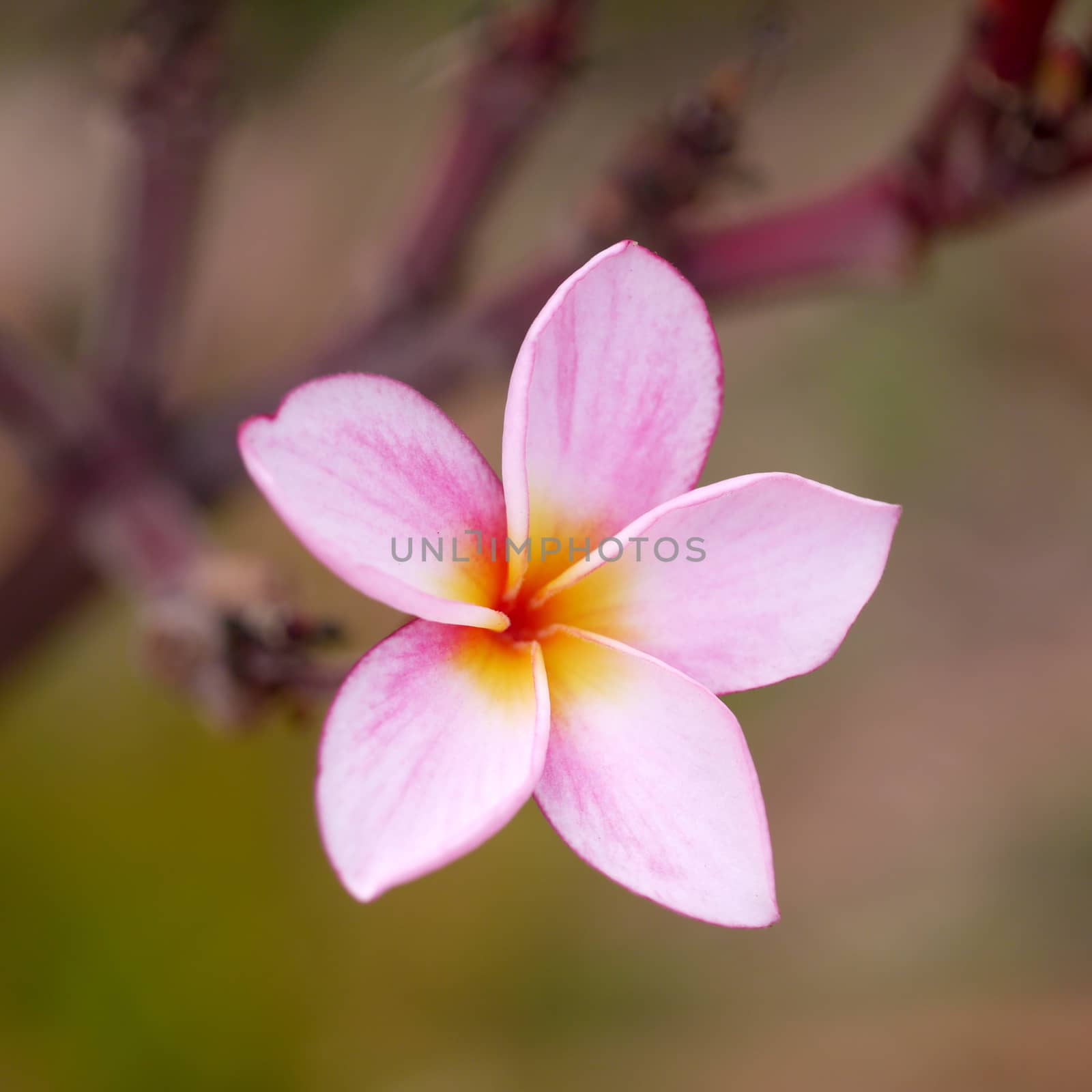 Pink Frangipani flowers. by Noppharat_th