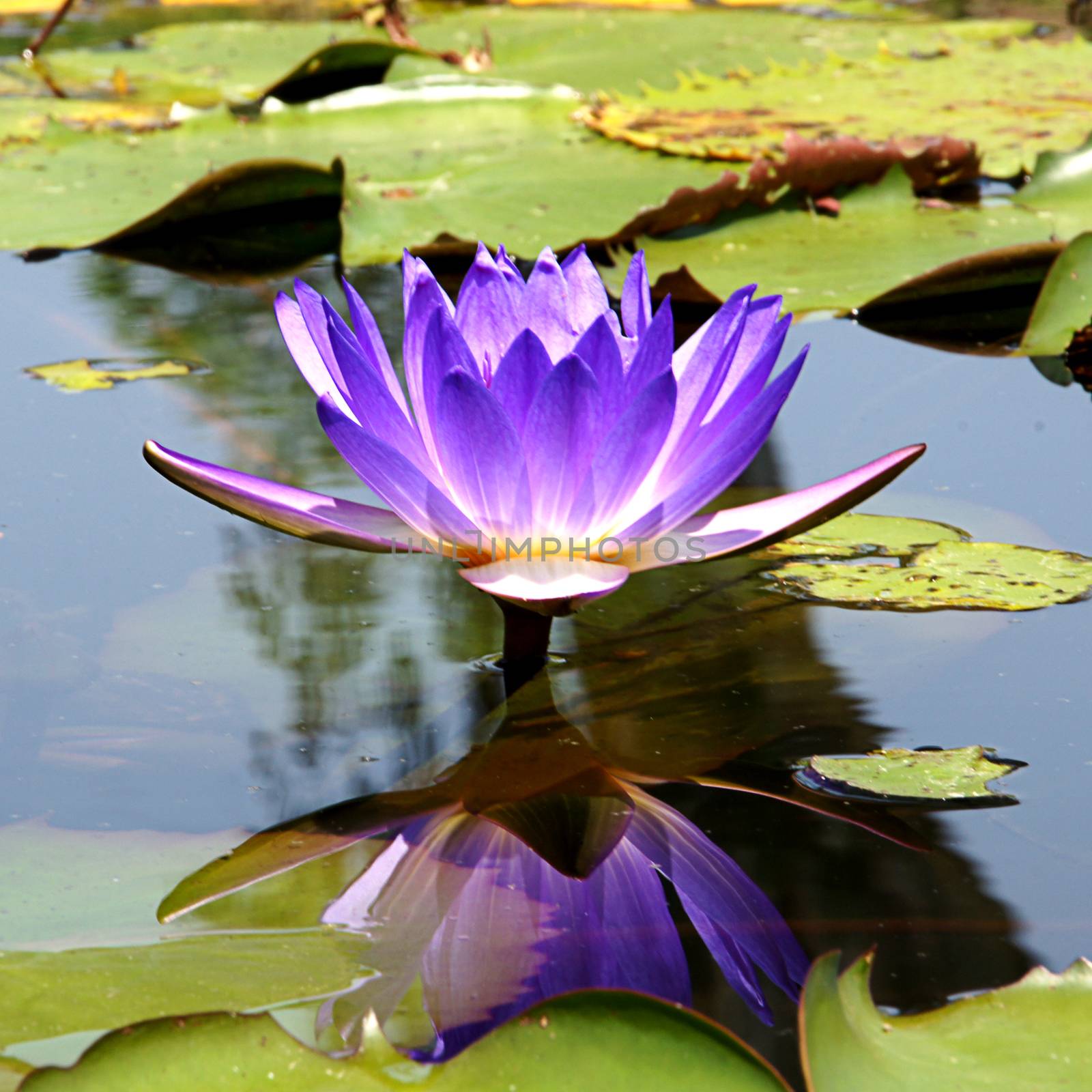 lotus blossom blooming on pond