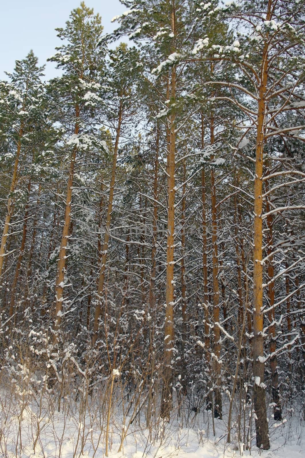 Winter landscape in forest with pines after snowfall
