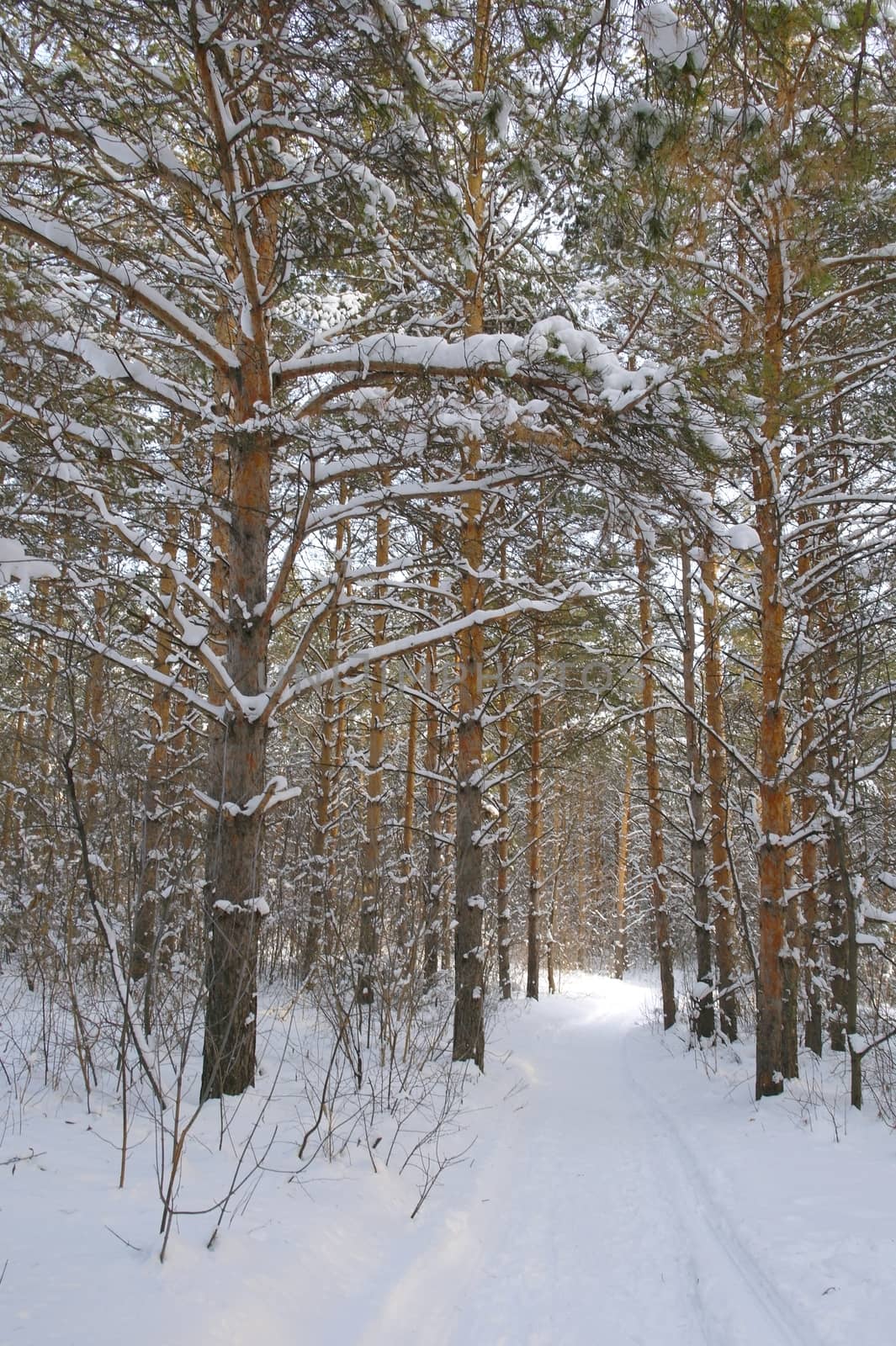 Winter landscape in forest with pines after snowfall