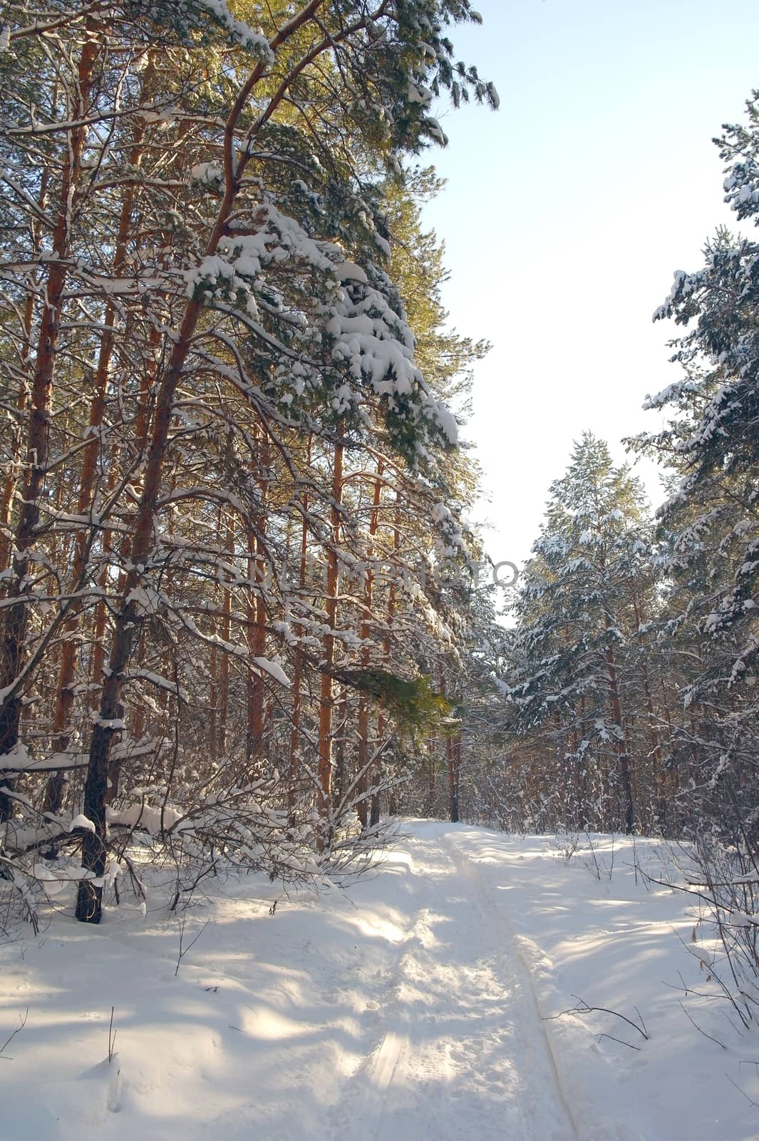 Winter landscape in forest with pines after snowfall