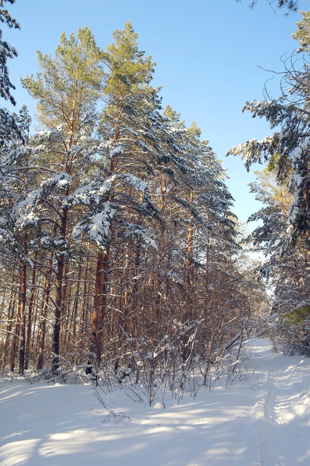 Winter landscape in forest with pines after snowfall