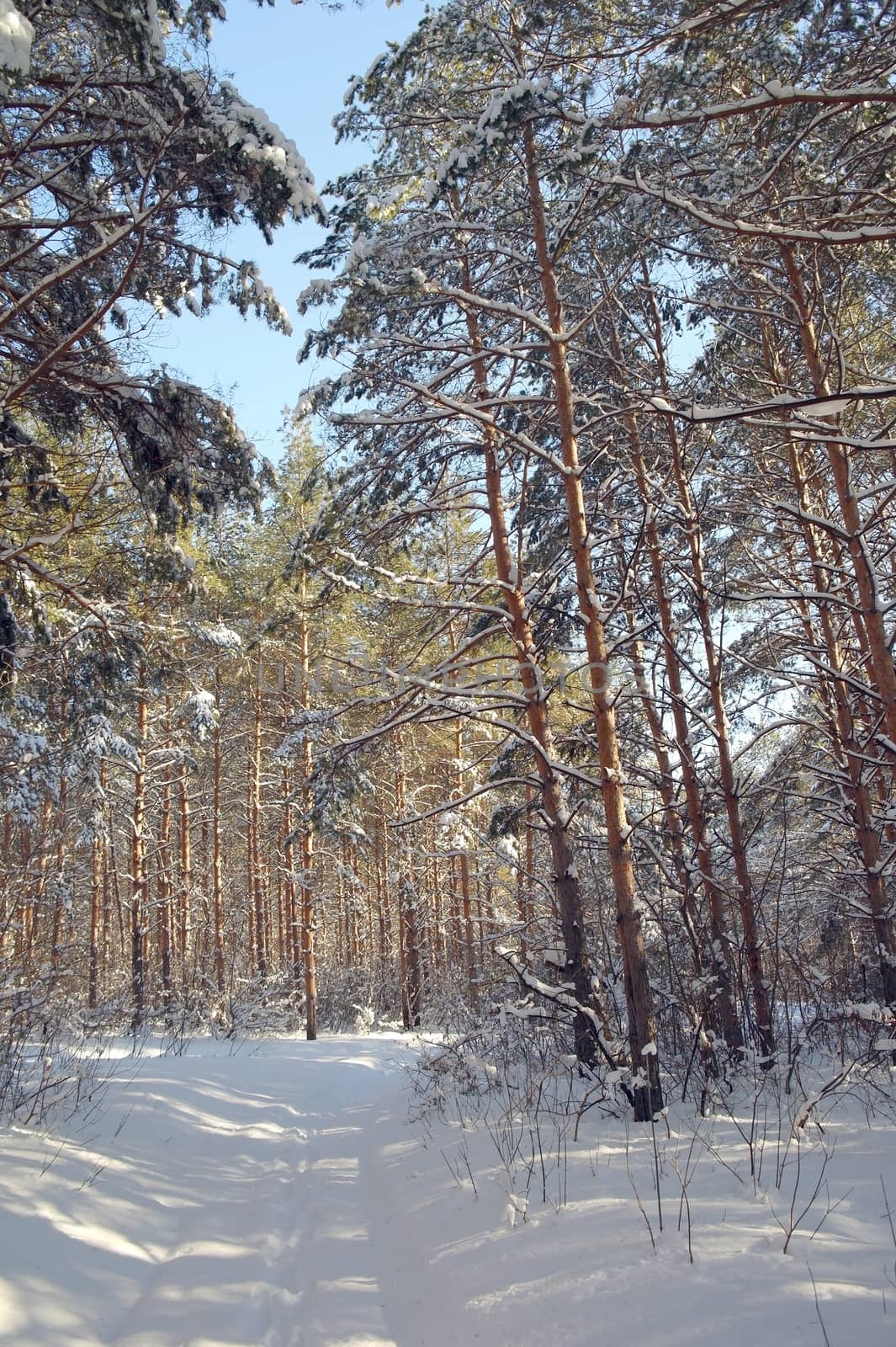 Winter landscape in forest with pines after snowfall