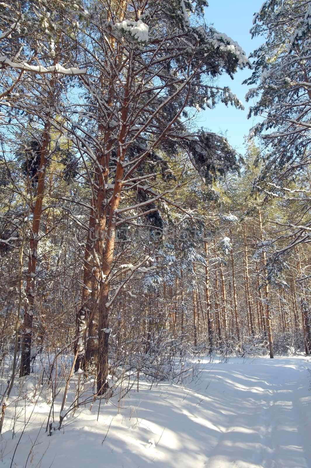 Winter landscape in forest with pines after snowfall