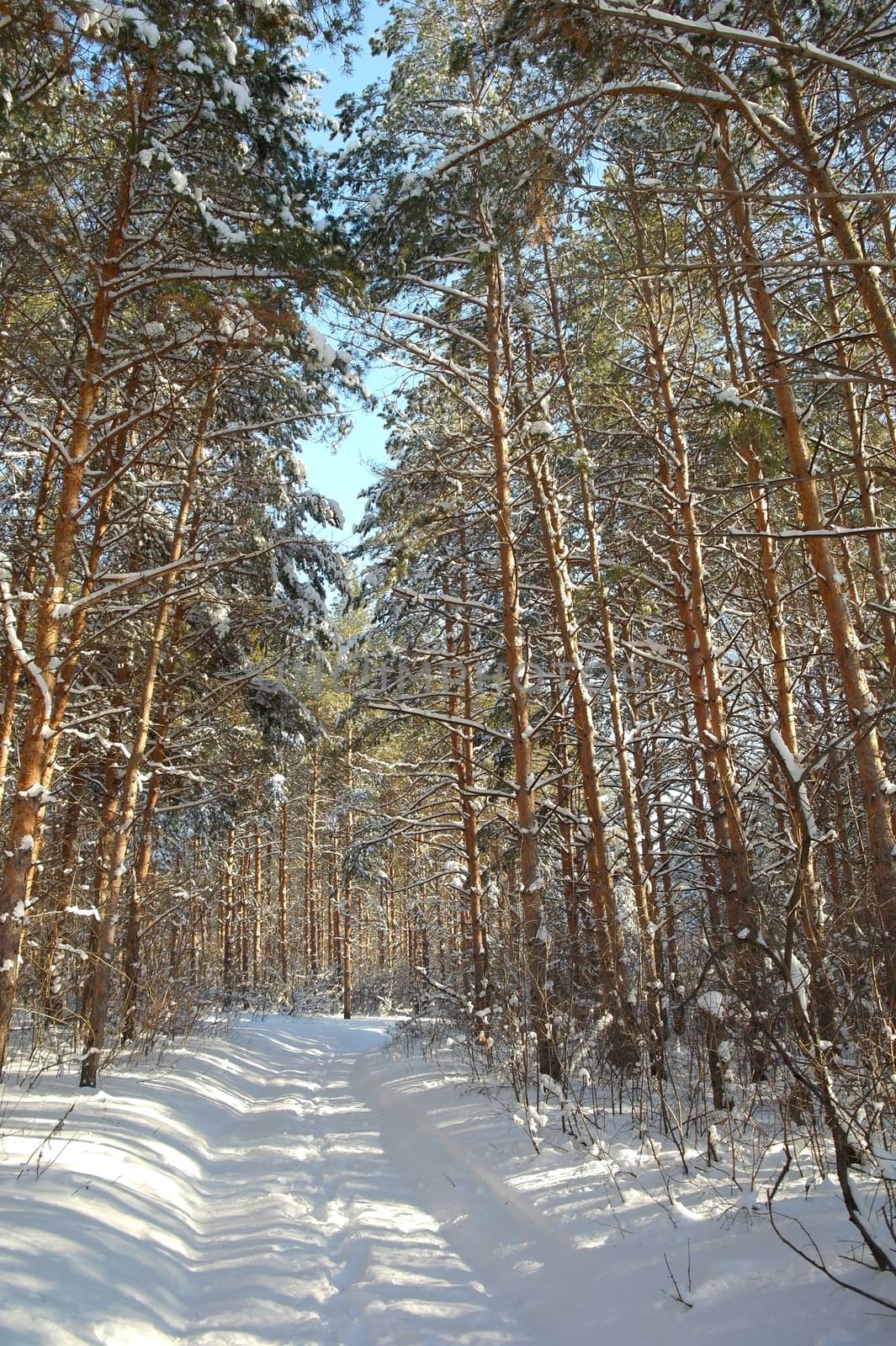 Winter landscape in forest with pines after snowfall