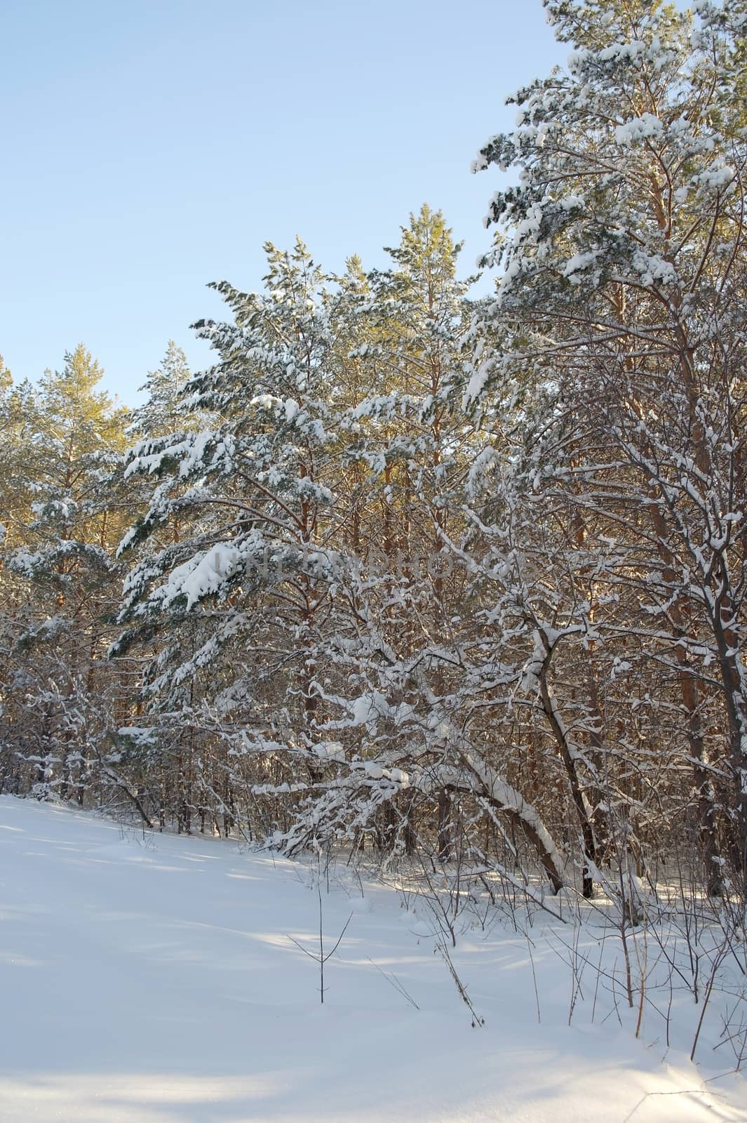 Winter landscape in forest with pines after snowfall