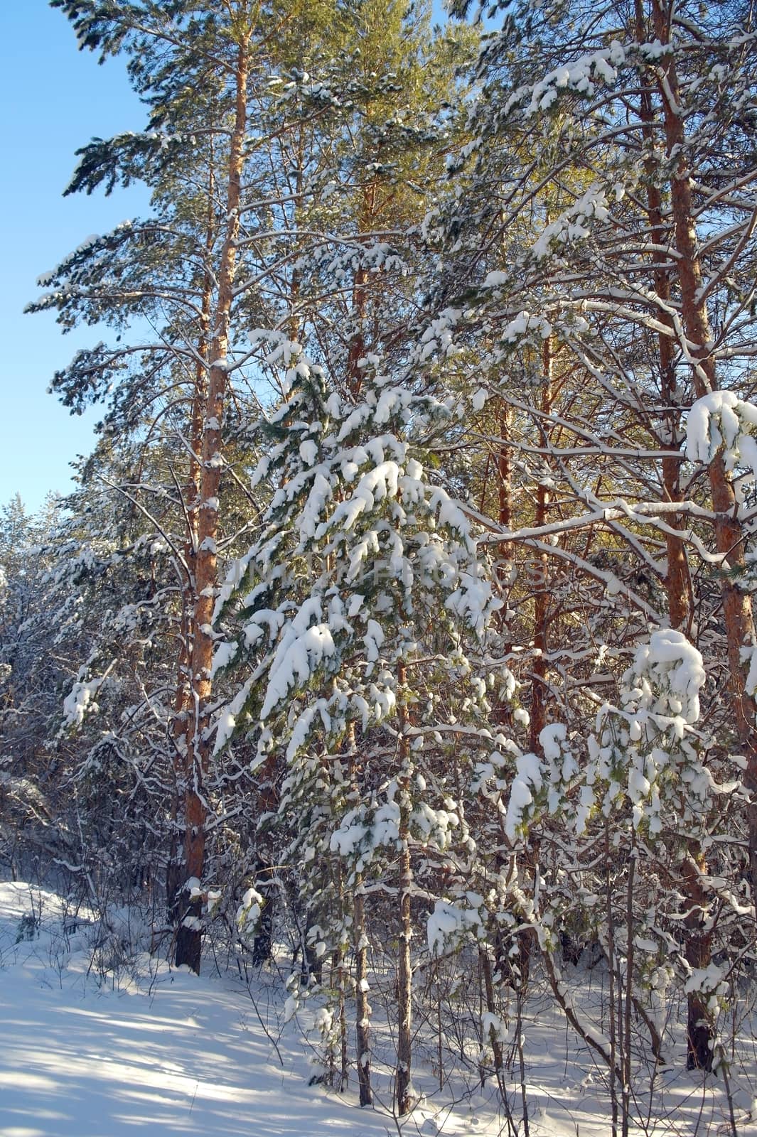 Winter landscape in forest with pines