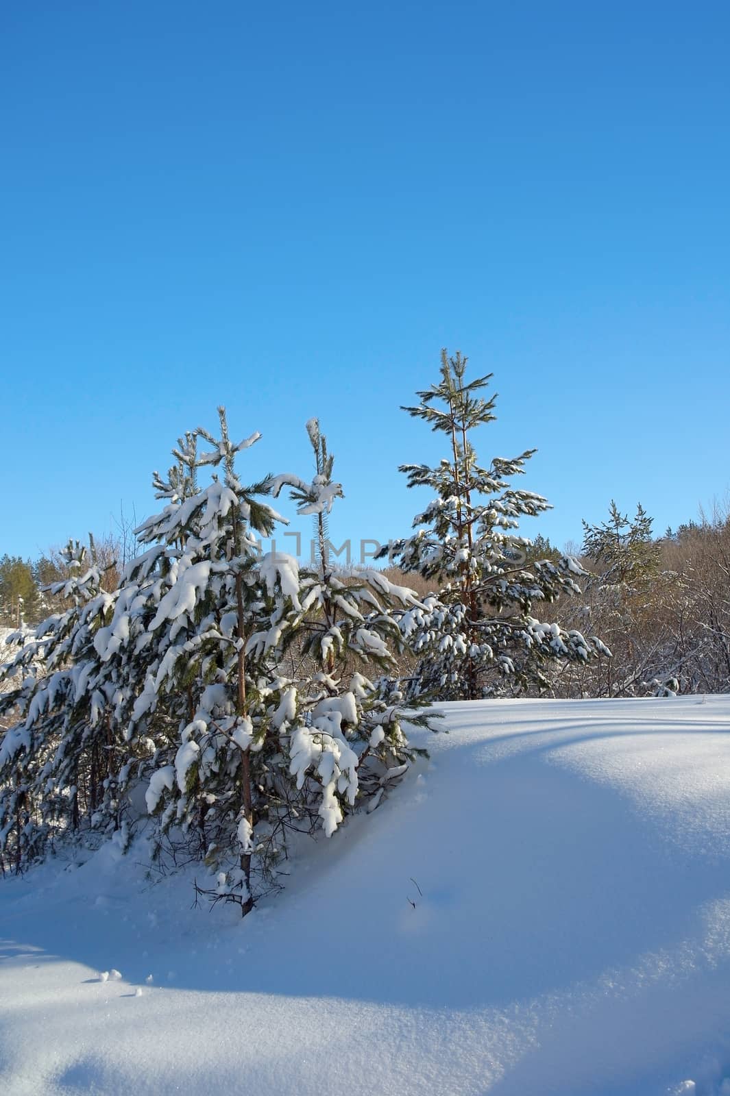 Winter landscape in forest with pines