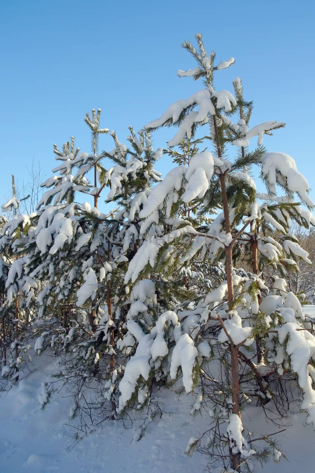 Winter landscape in forest with pines