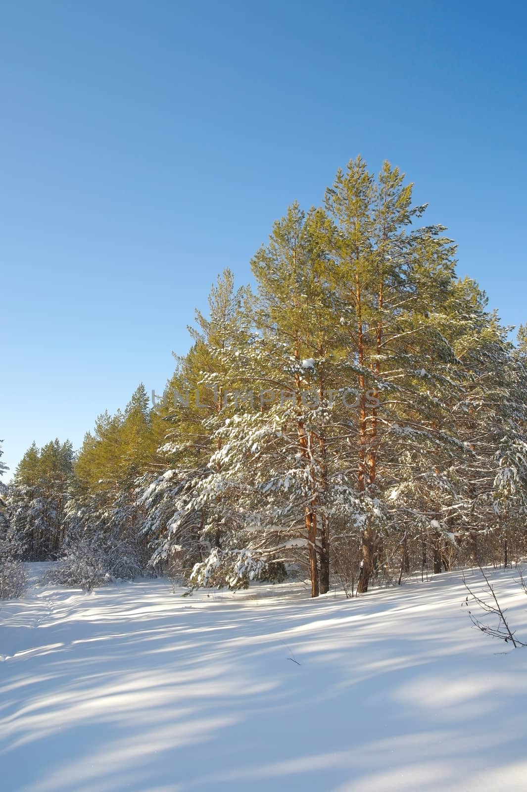 Winter landscape in forest with pines after snowfall