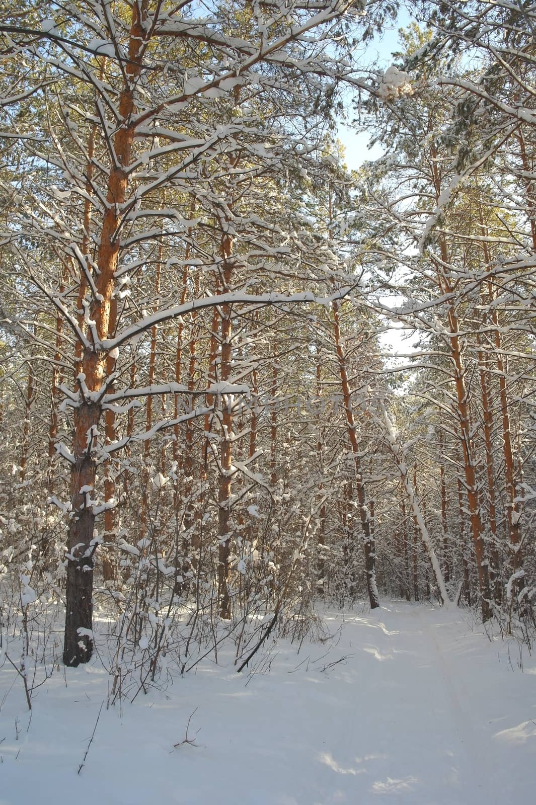 Winter landscape in forest by sergpet