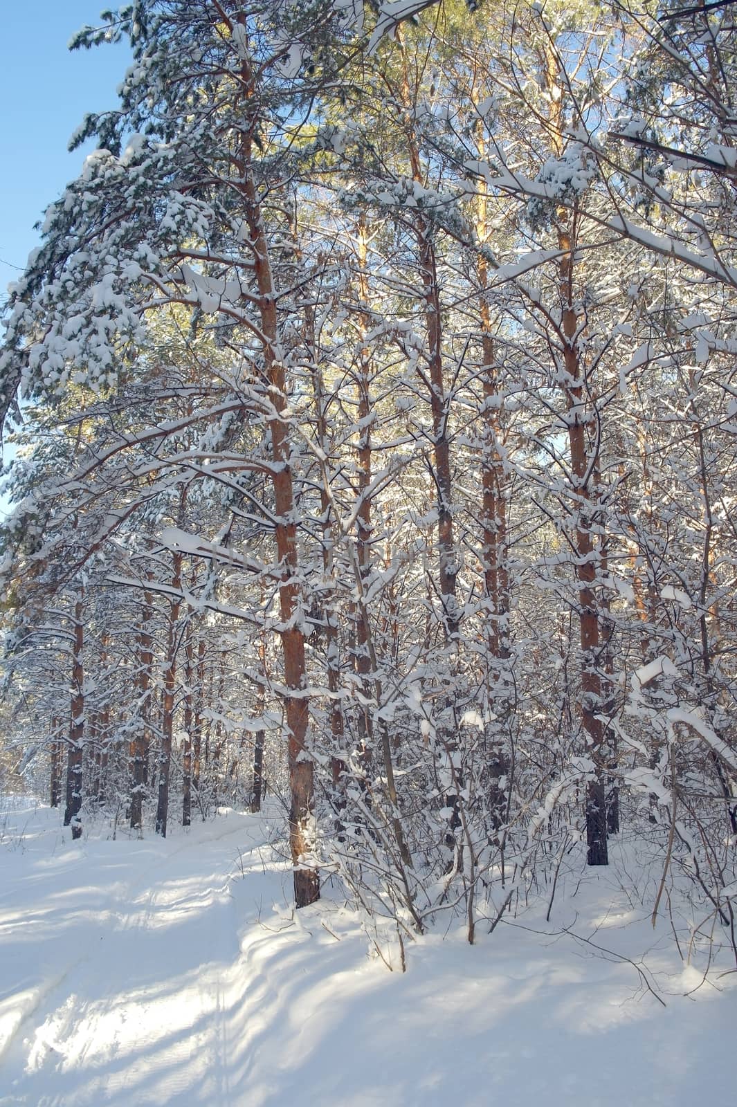 Winter landscape in forest with pines after snowfall