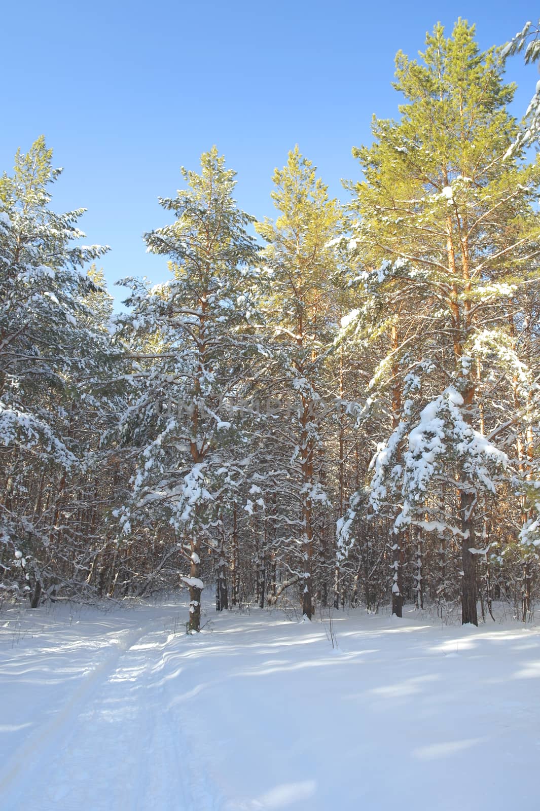 Winter landscape in forest with pines