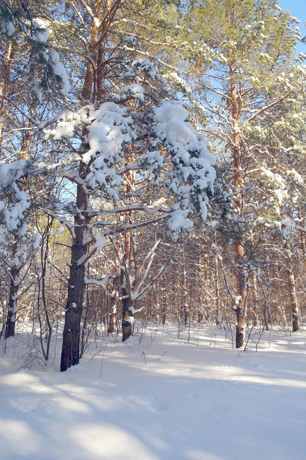 Winter landscape in forest with pines