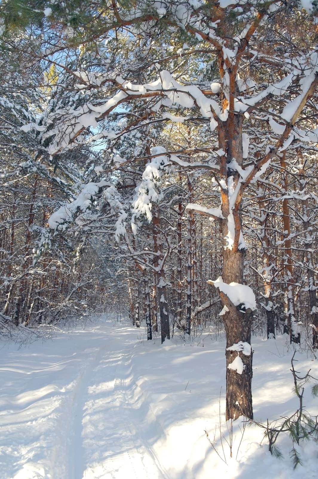 Winter landscape in forest with pines