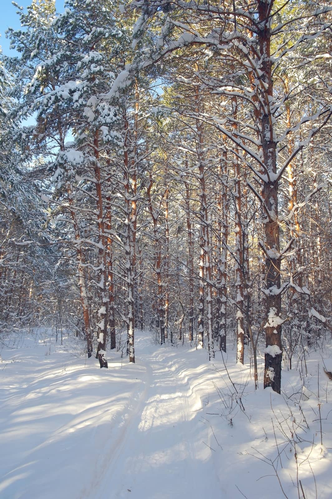 Winter landscape in forest by sergpet