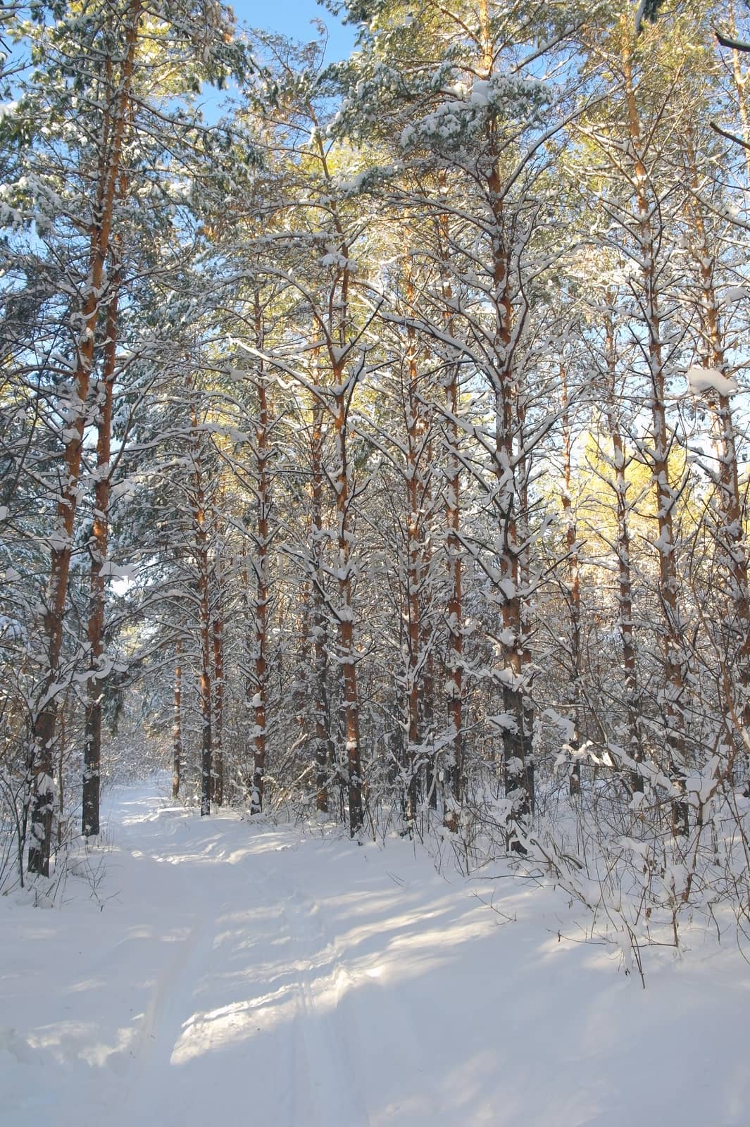 Winter landscape in forest with pines