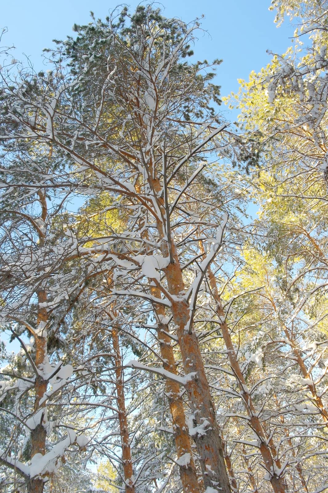 Winter landscape in forest with pines after snowfall