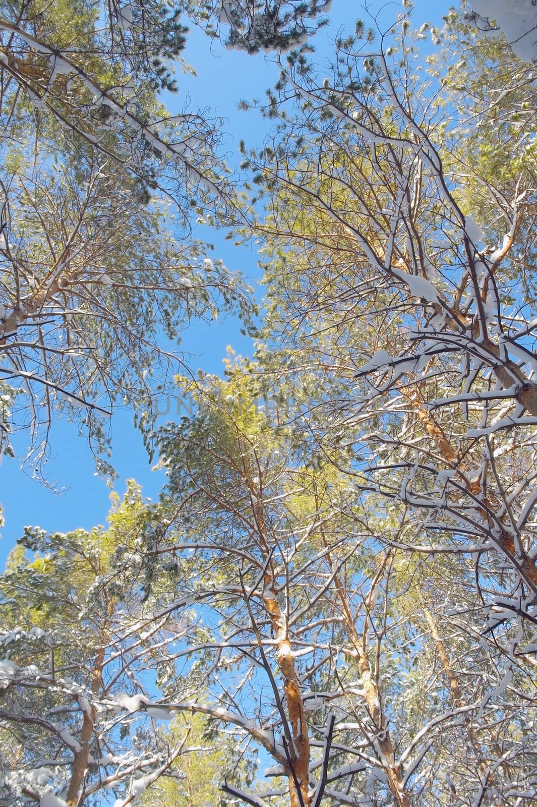 Winter landscape in forest with pines and blue sky