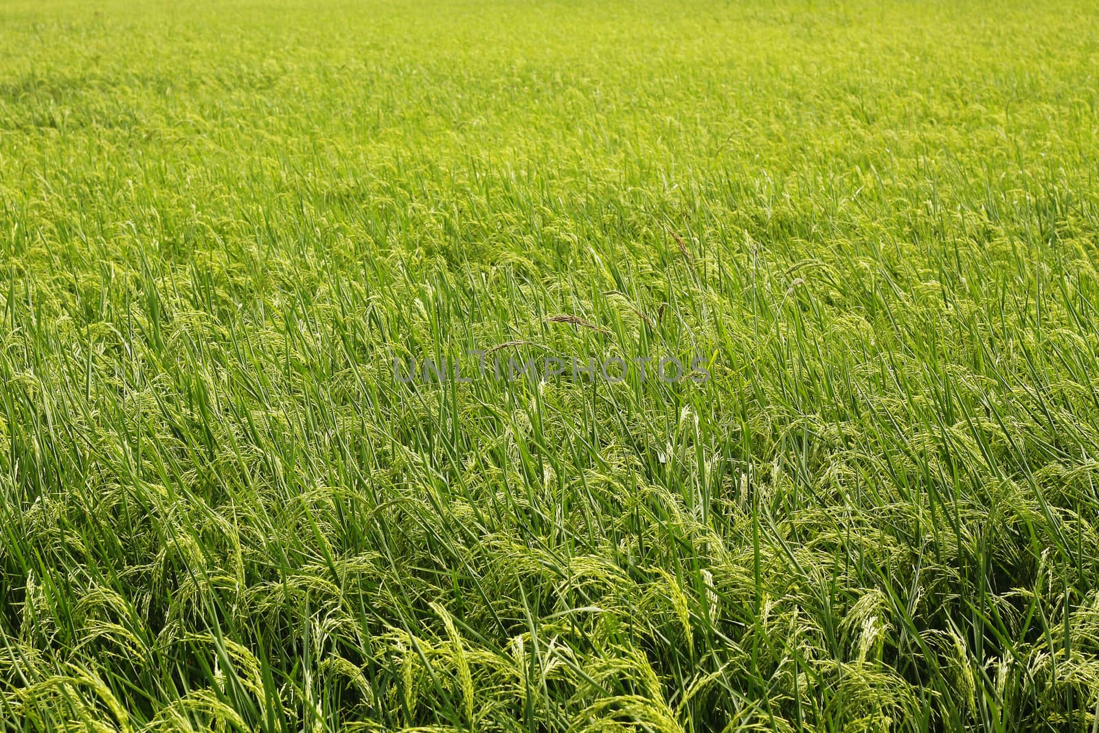 photo of rice plant in a filed.