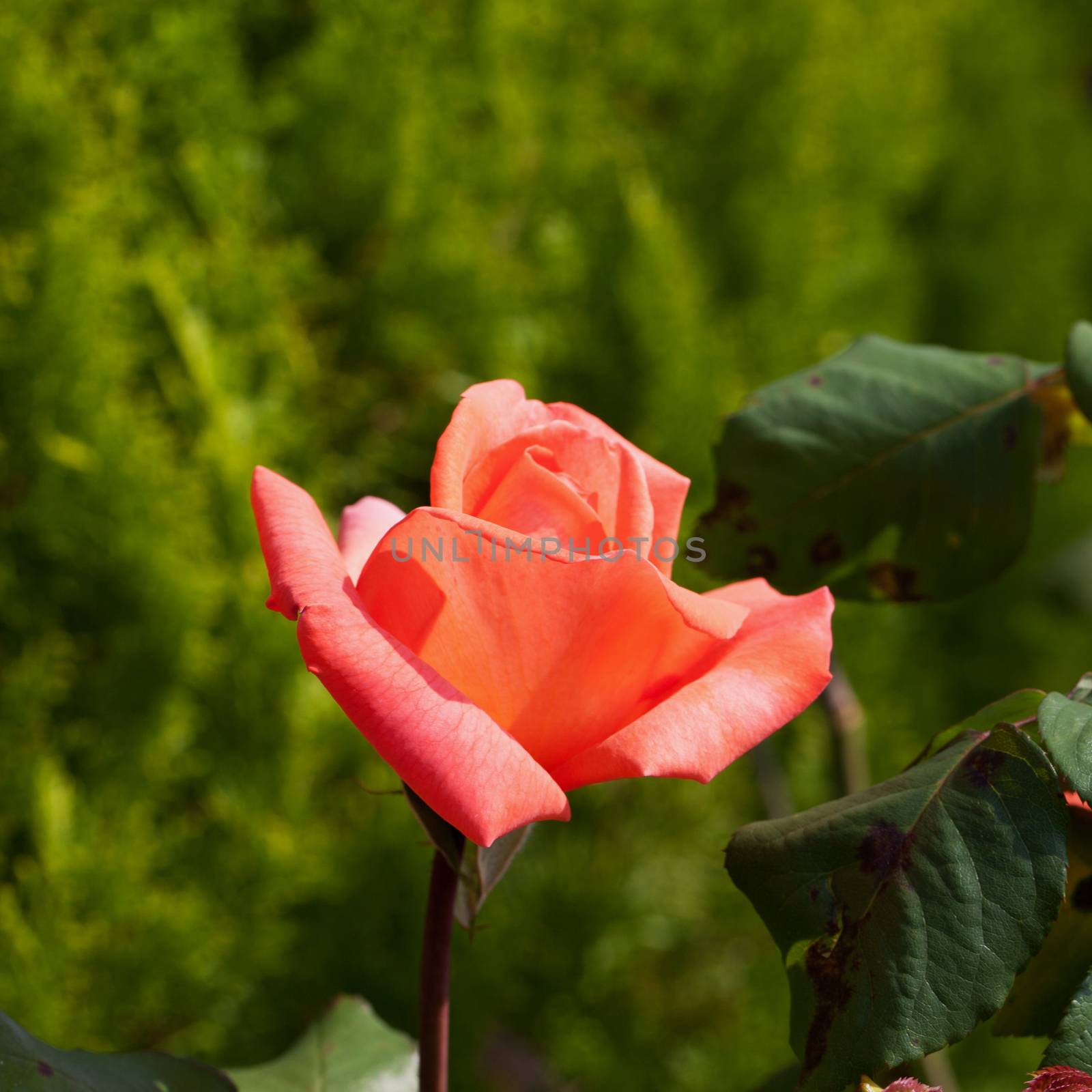 Rose of orange colour, close up, green background