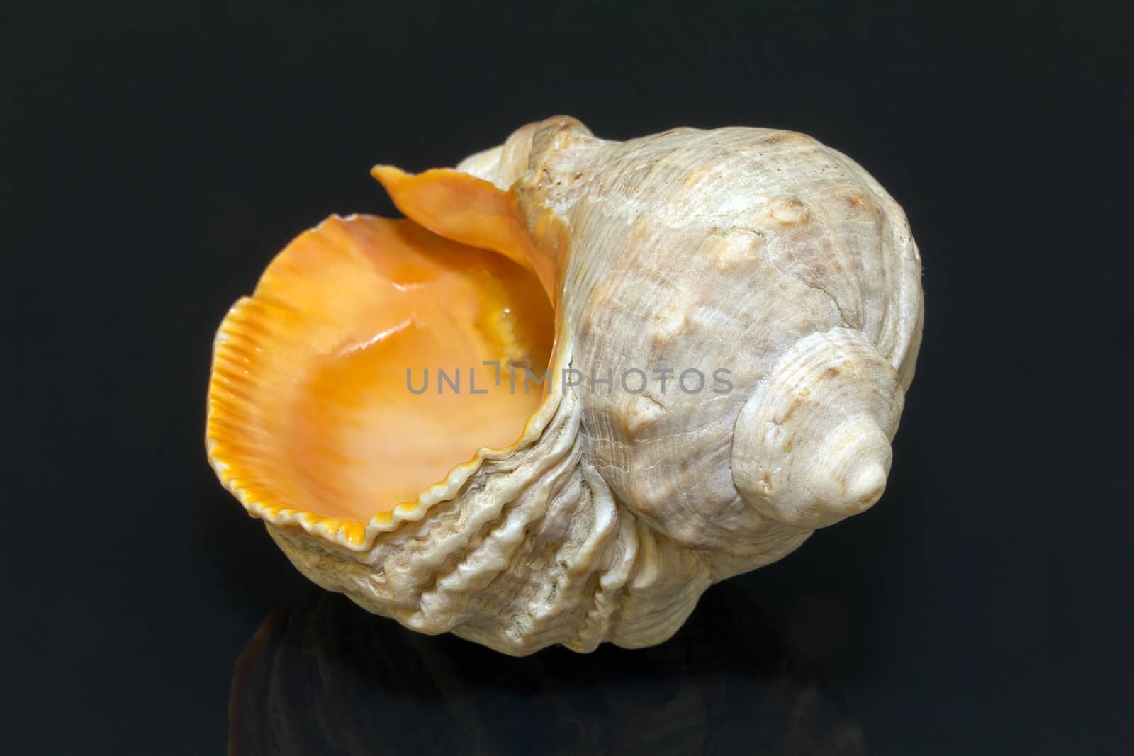 single seashell isolated on black background by mychadre77