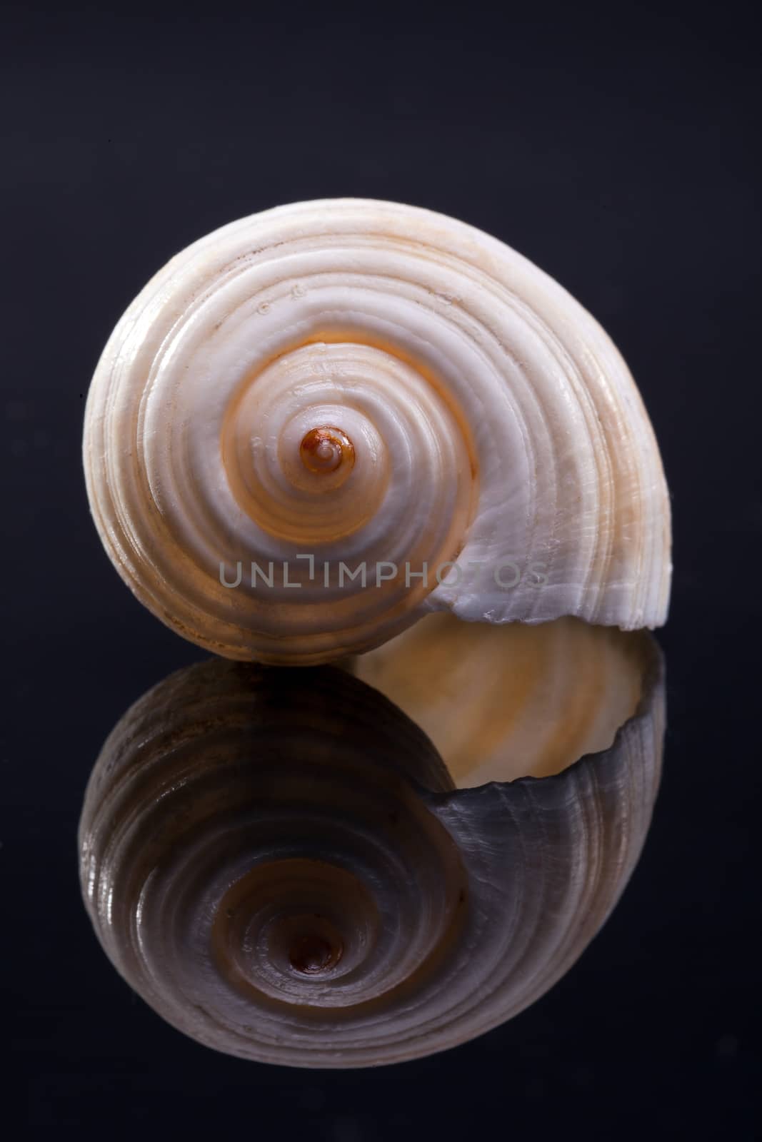 single seashell isolated on black background with reflection by mychadre77