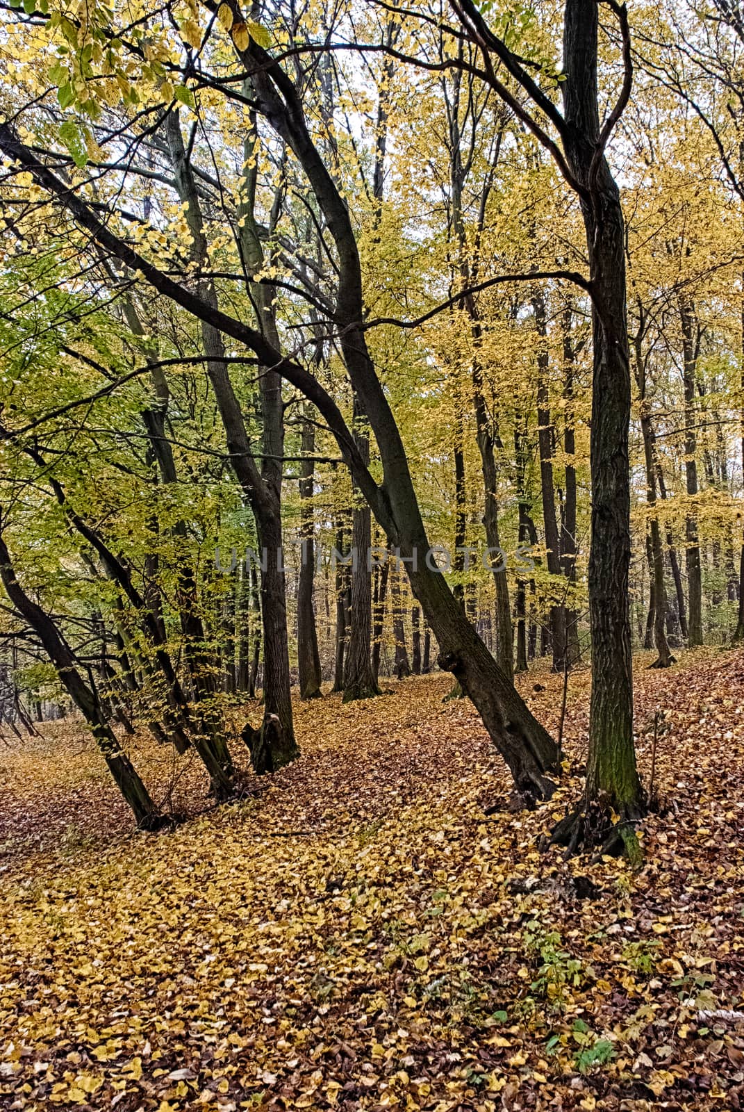 The old hornbeam forest in falls morning