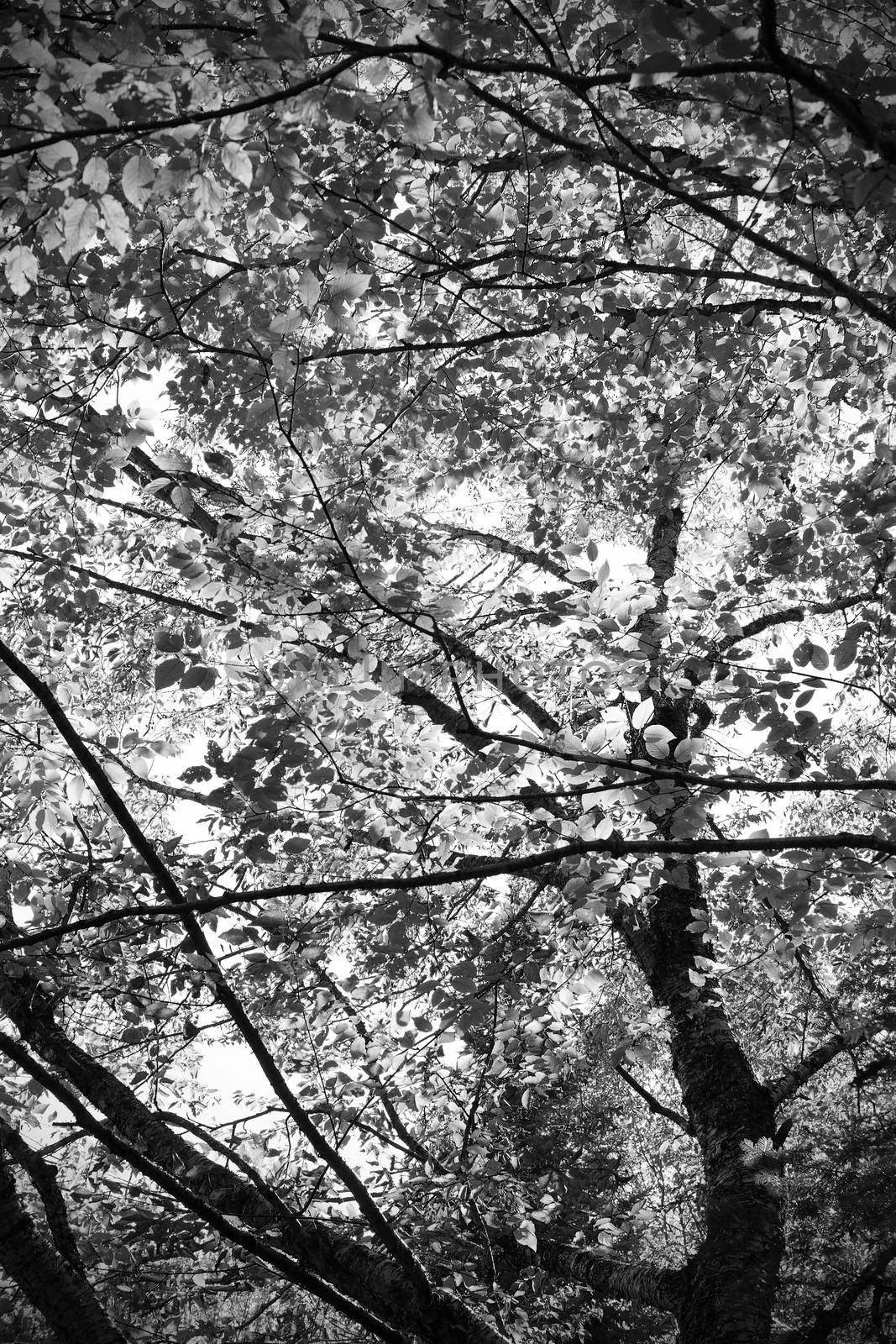 Dramatic black and white underneath a tree looking up at leaves