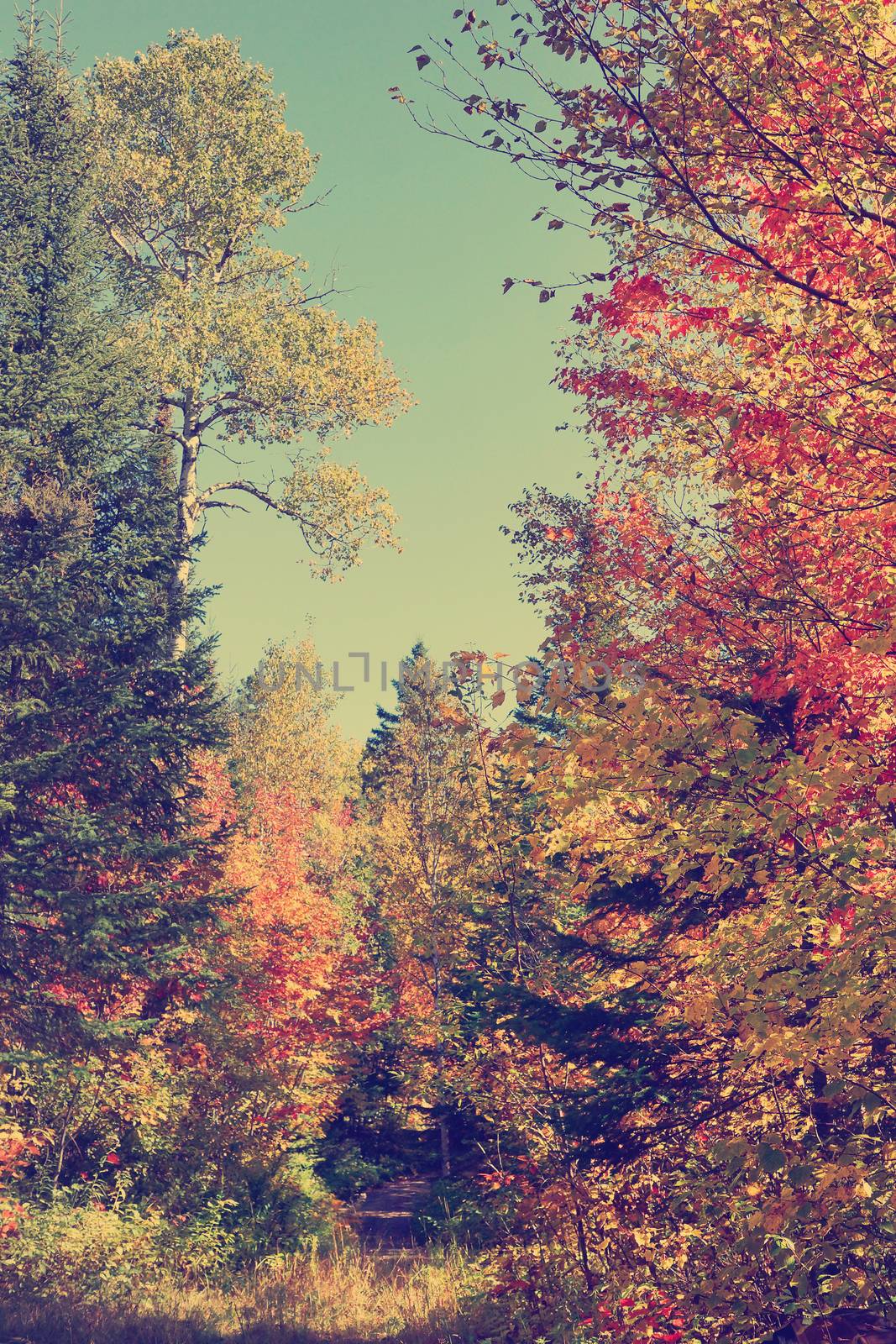 Autumn forest with path, vintage instagram look