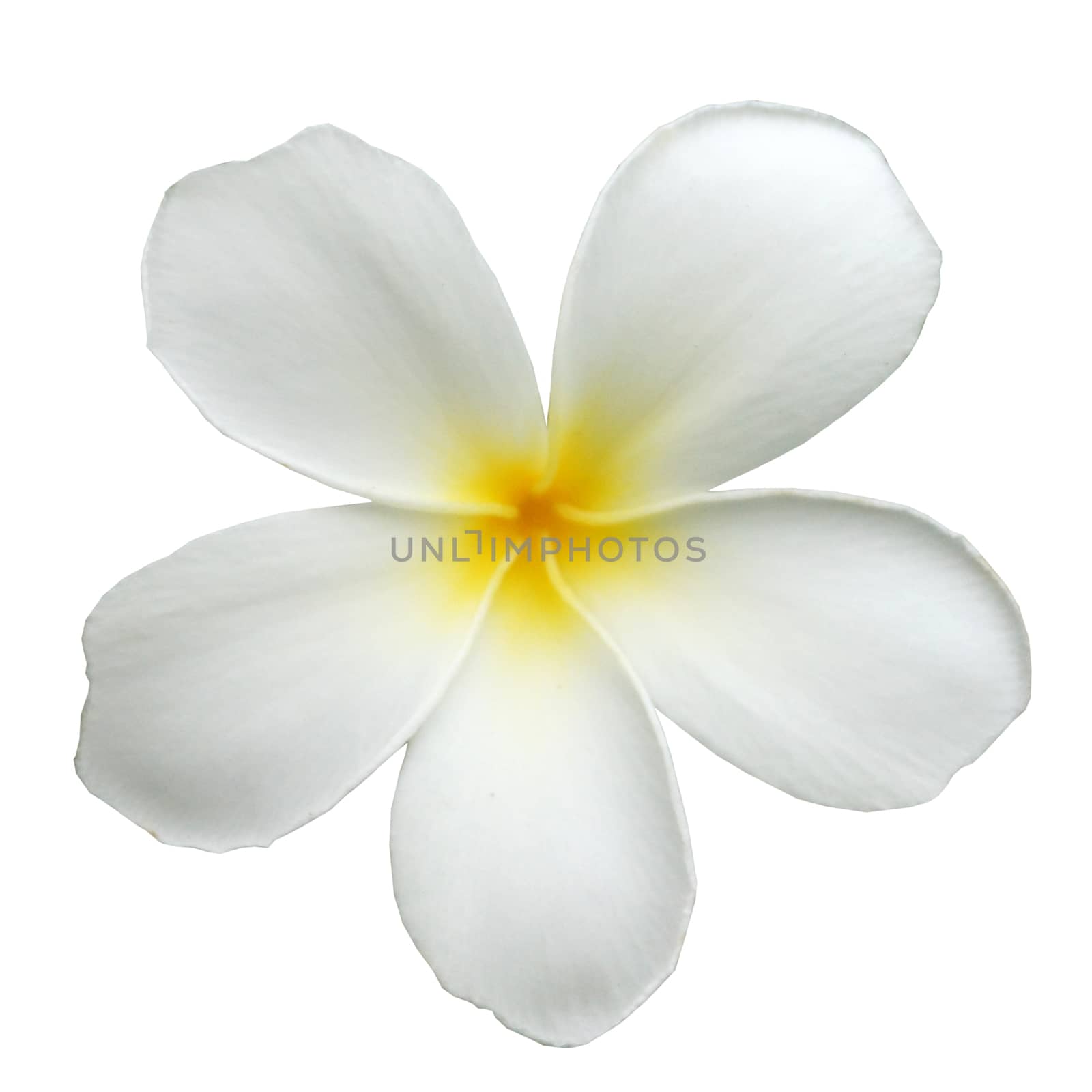 White Frangipani flowers by Noppharat_th