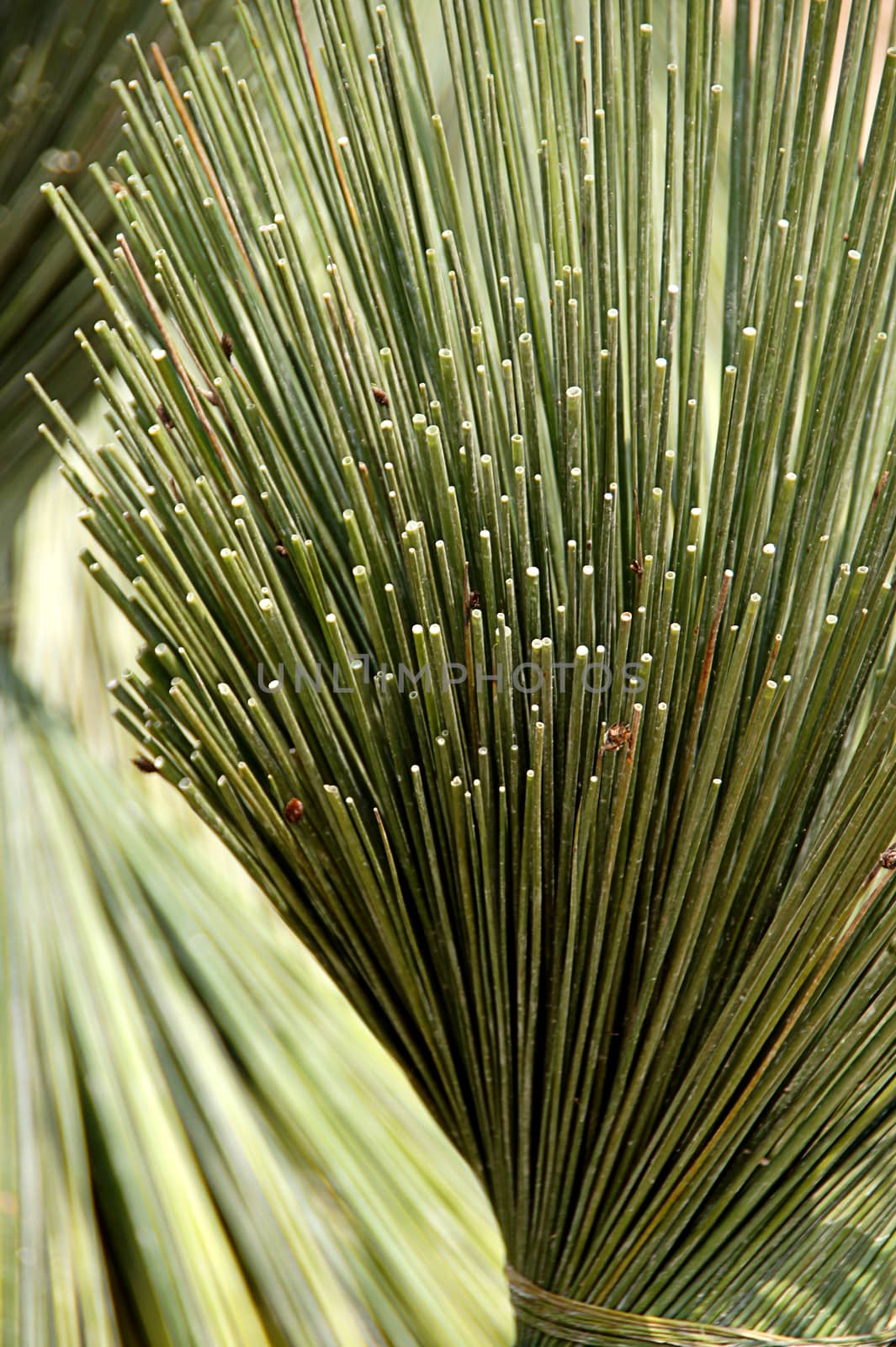 Papyrus for basketry.