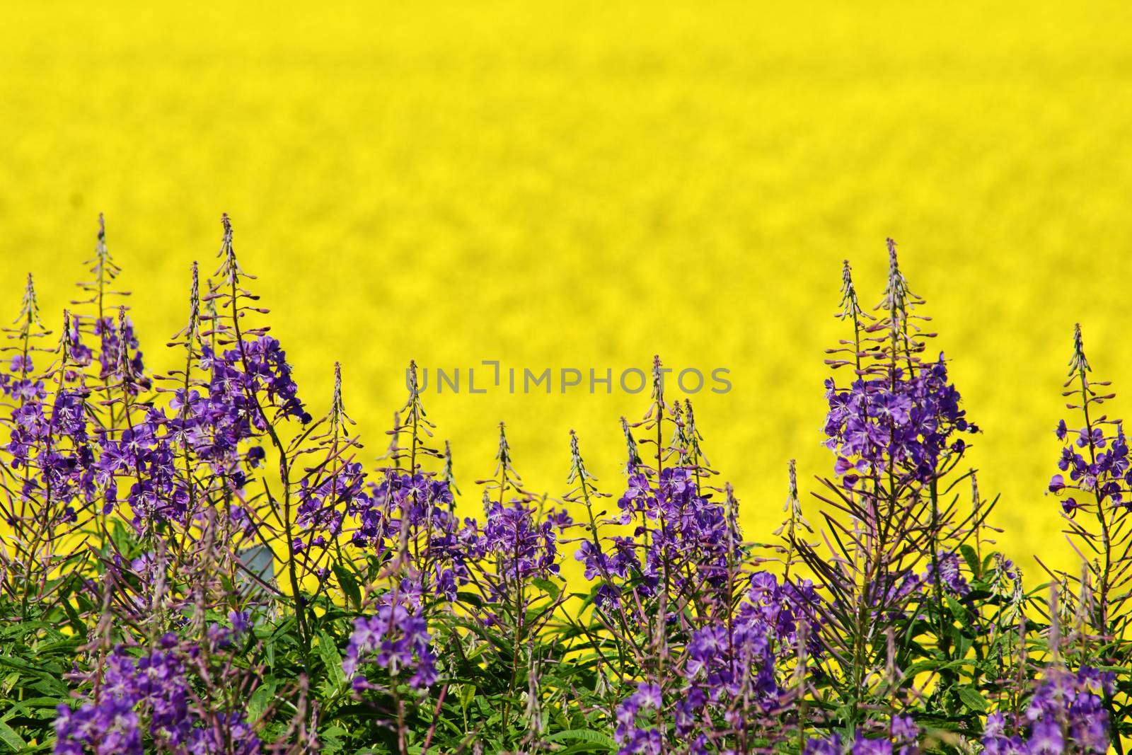 Purple loosestrife; Lythrum salicaria and golden yellow canola or colza flowers 