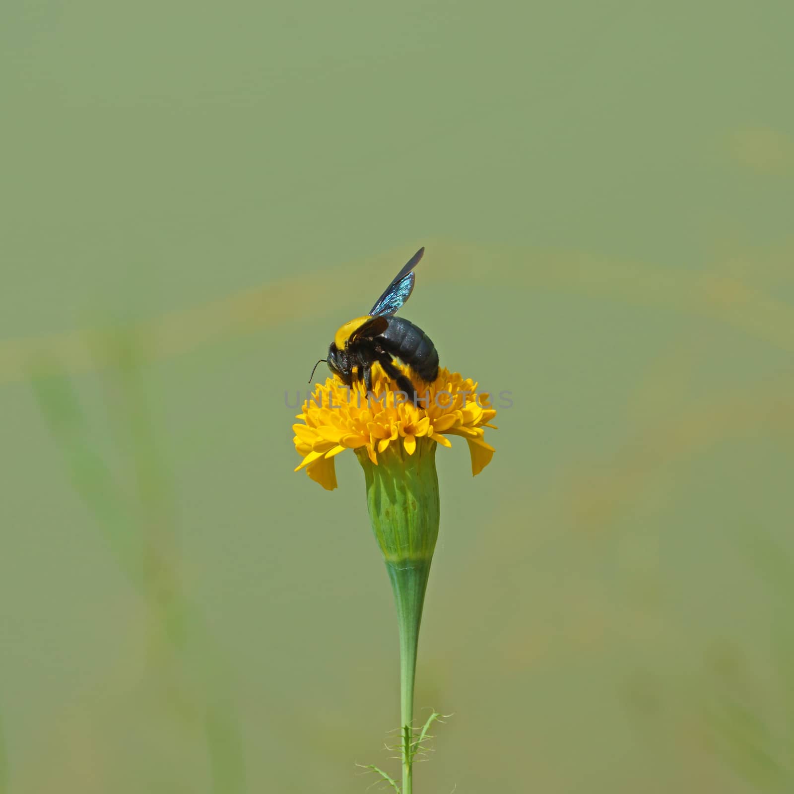 Close-up of bumblebee on Marigold orange.