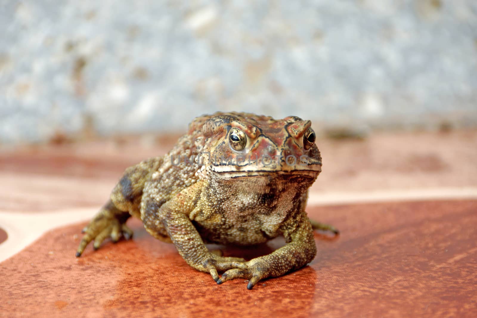 Toad standing on the tiles.
