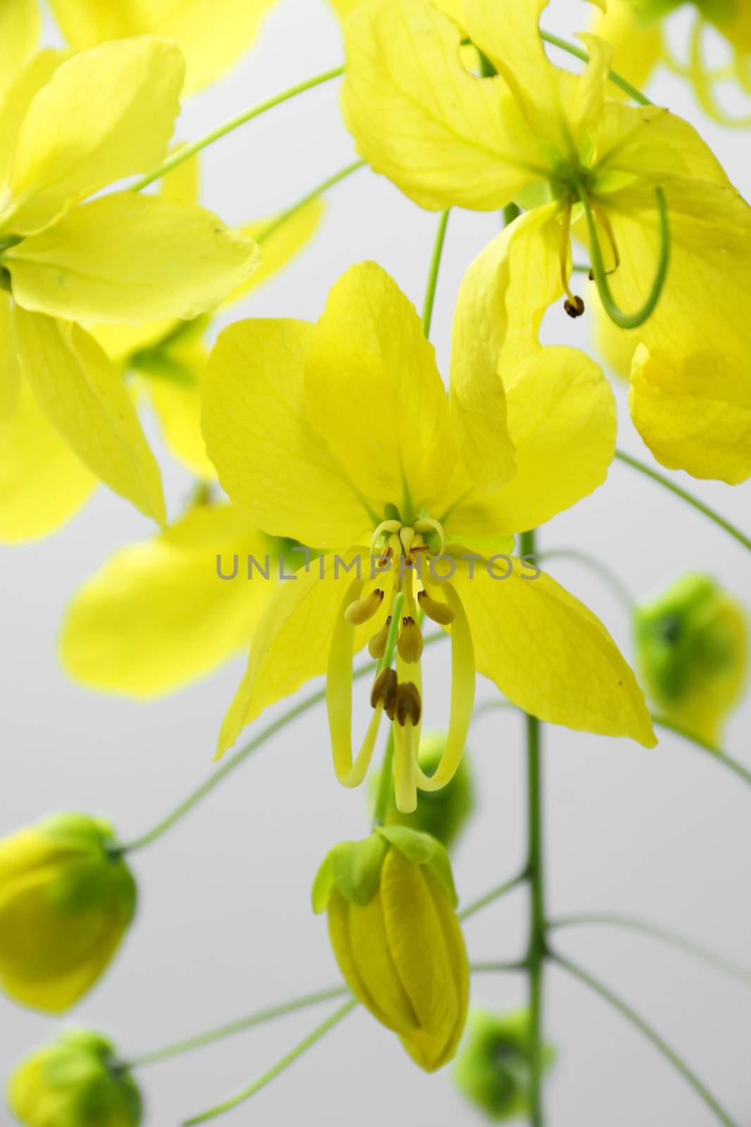 Yellow flower of Golden shower (Cassia fistula)