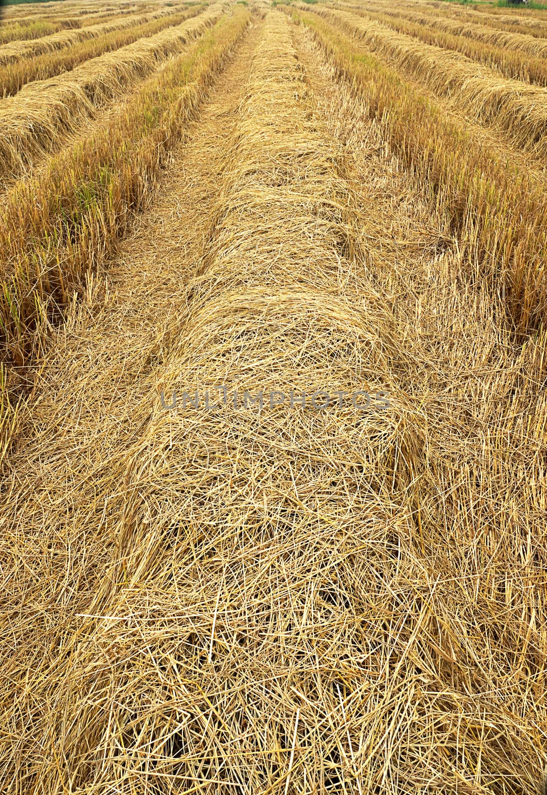 Straw for animal feed.