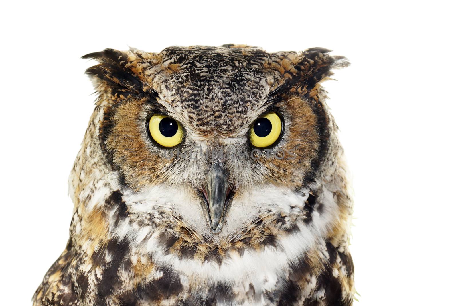 Close up portrait of Great horned owl, Bubo virginianus, looking at camera, isolated on white       