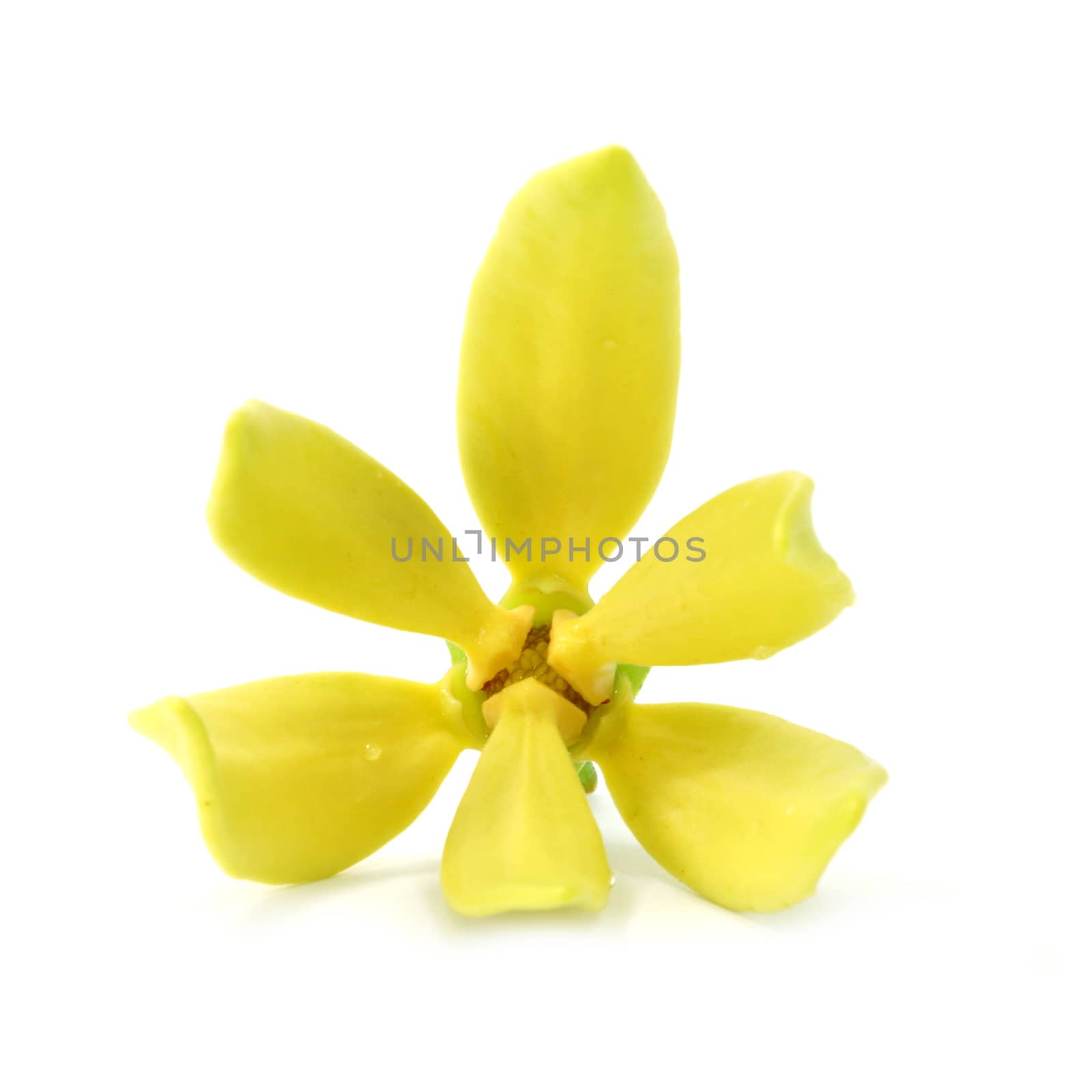 Yellow flower of Bhandari on white background., Scientific name: by Noppharat_th